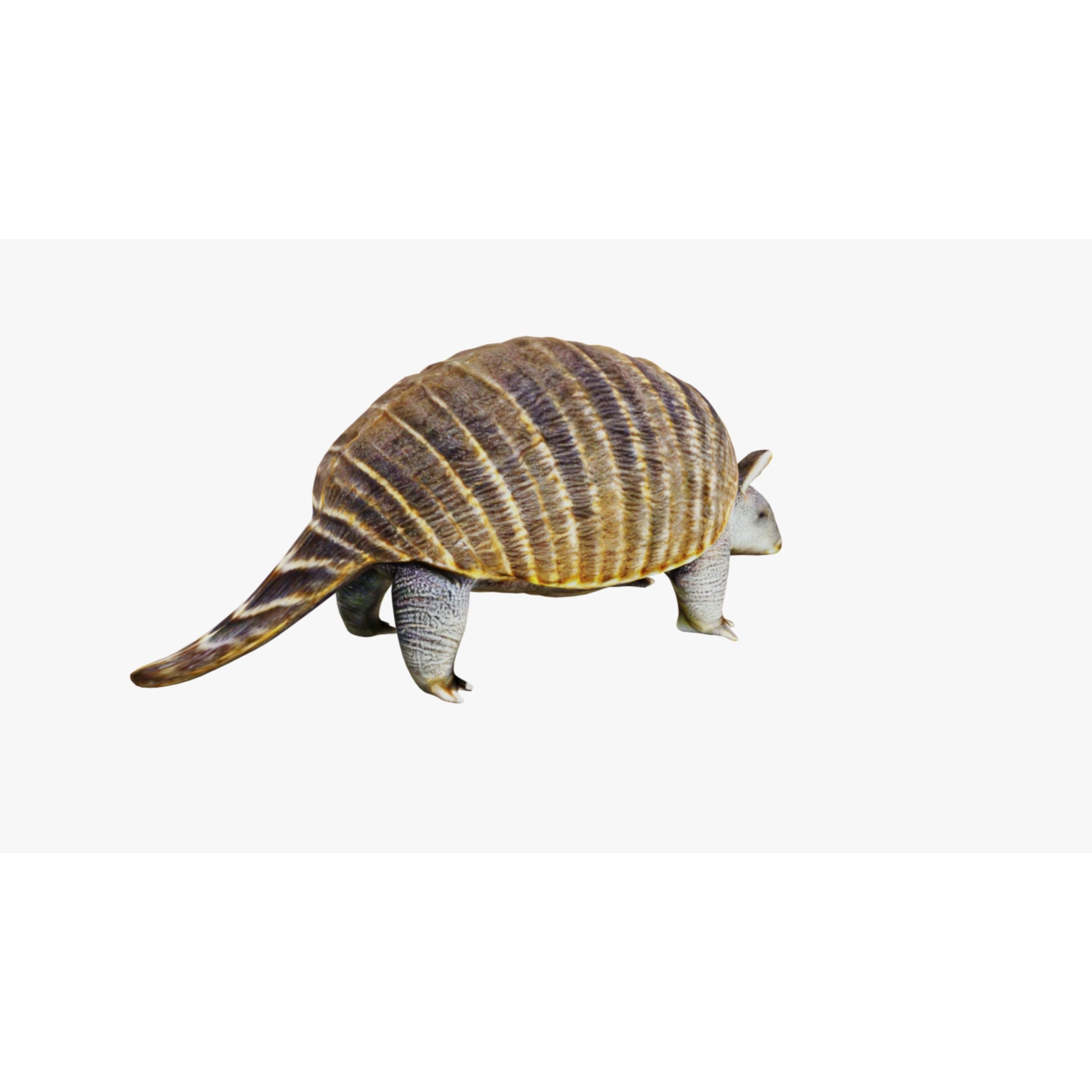 Armadillo Free 3D model 5