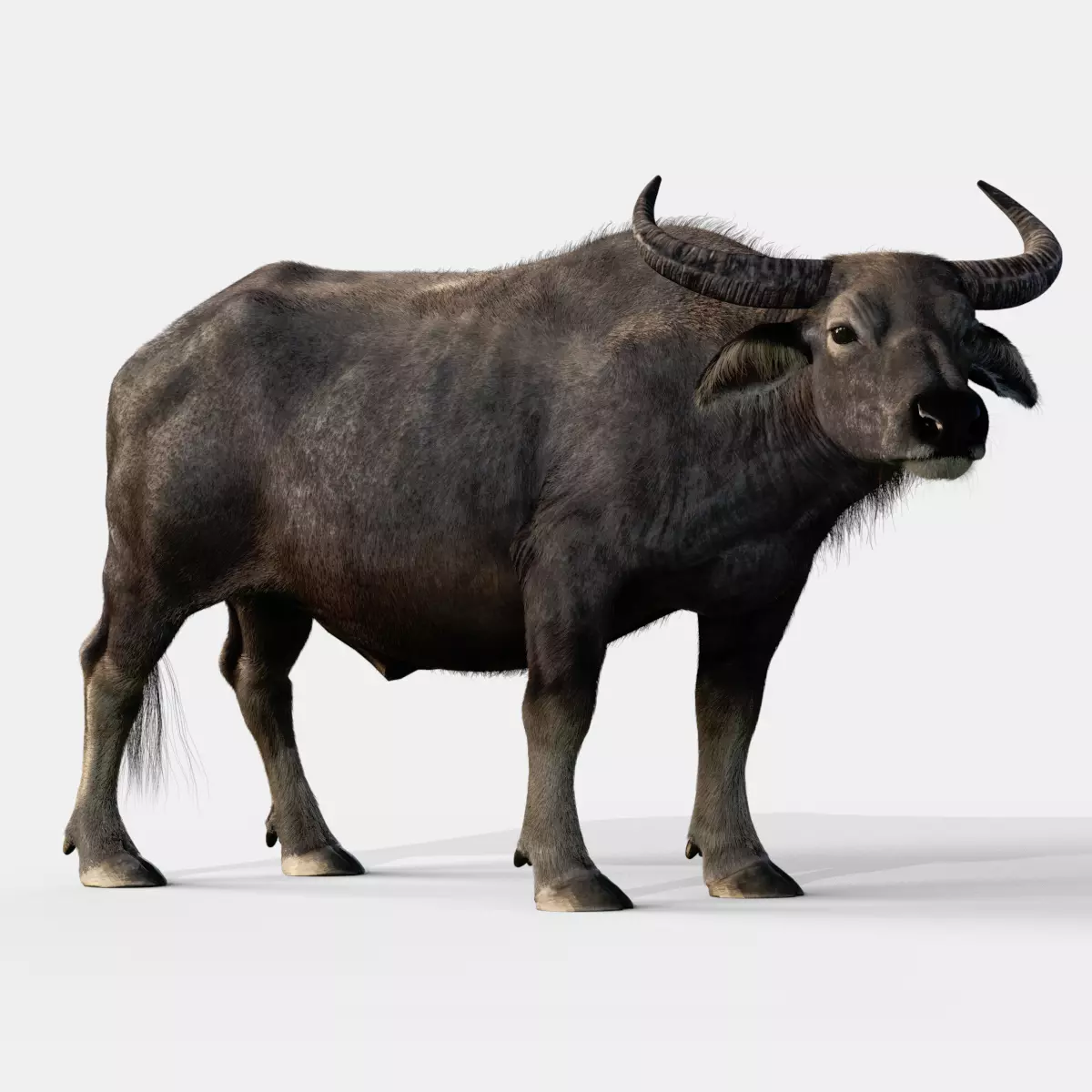 Asian Buffalo 3D model