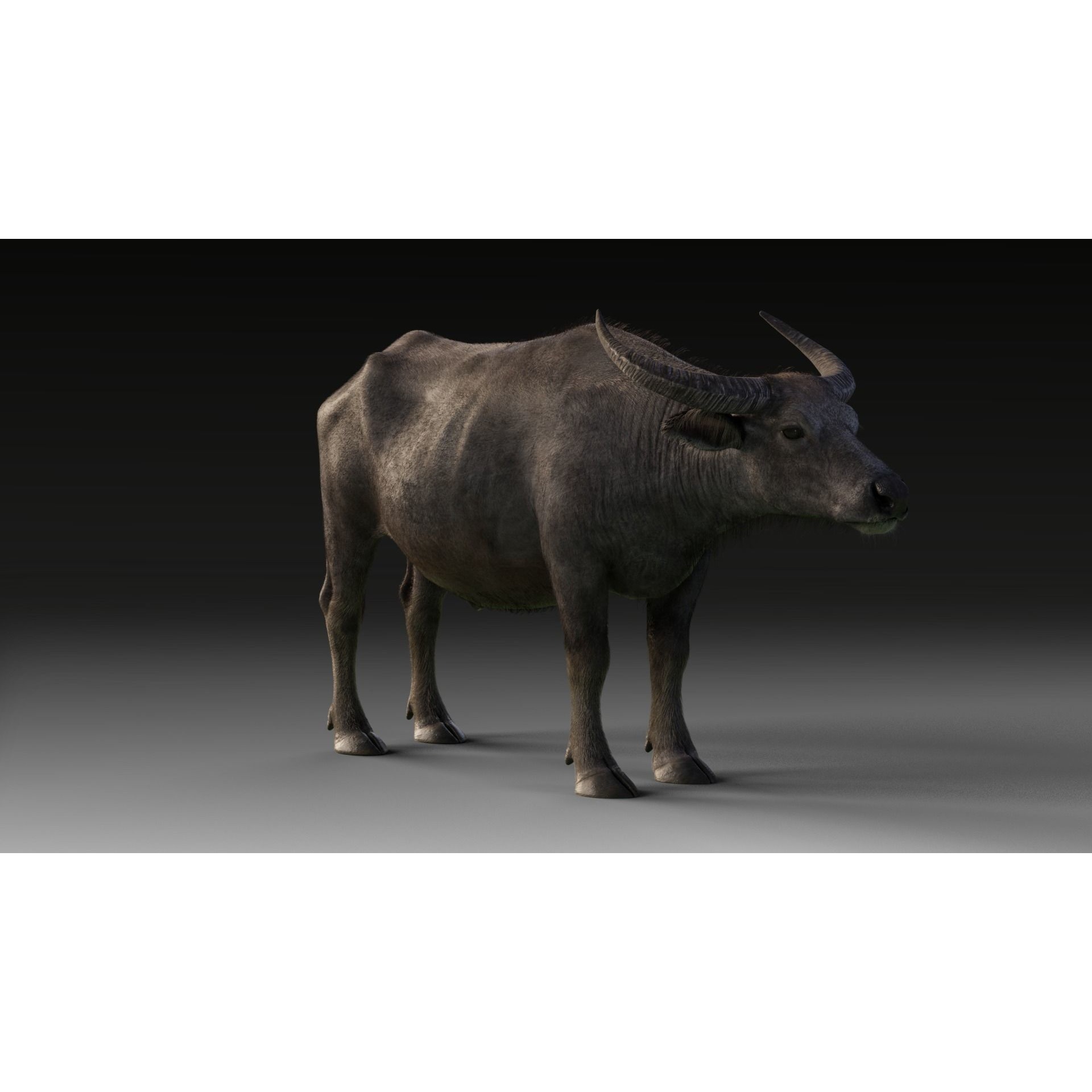 Asian Buffalo 3D model 2