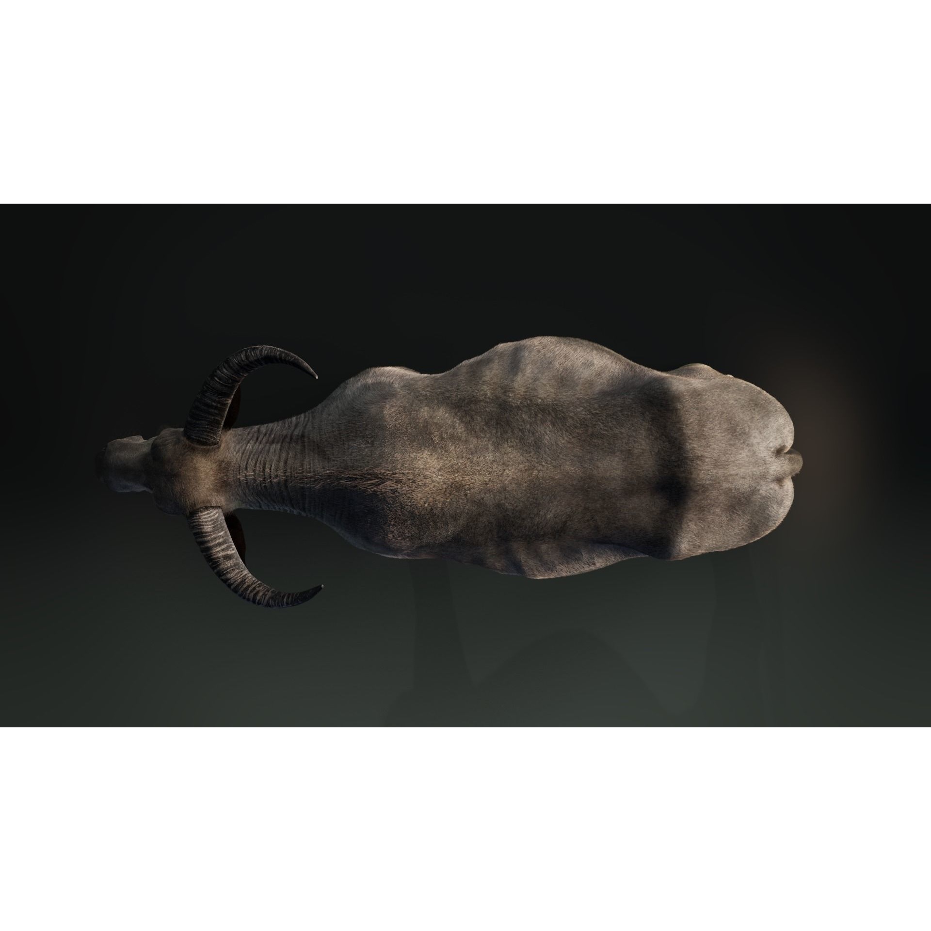 Asian Buffalo 3D model 3