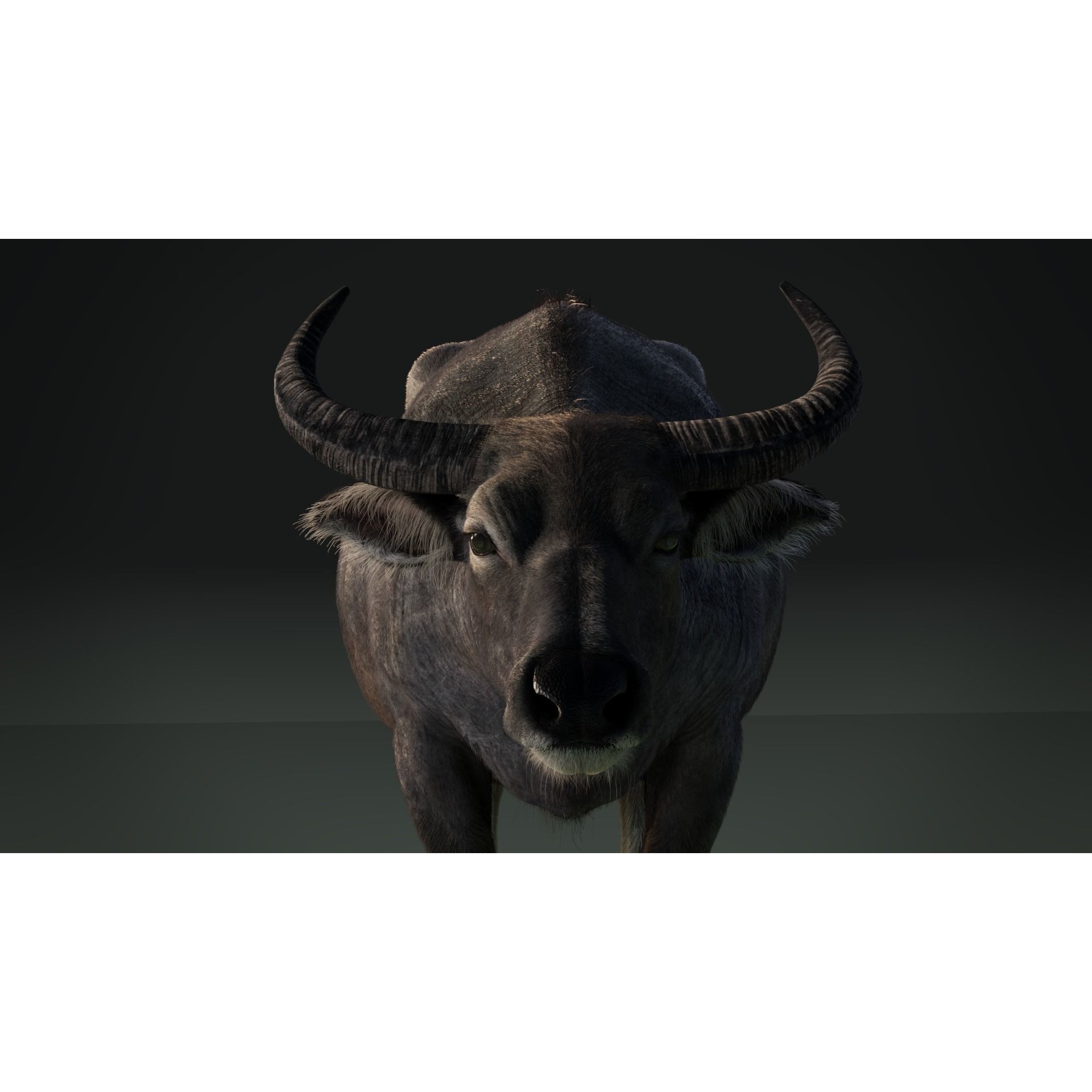 Asian Buffalo 3D model 4