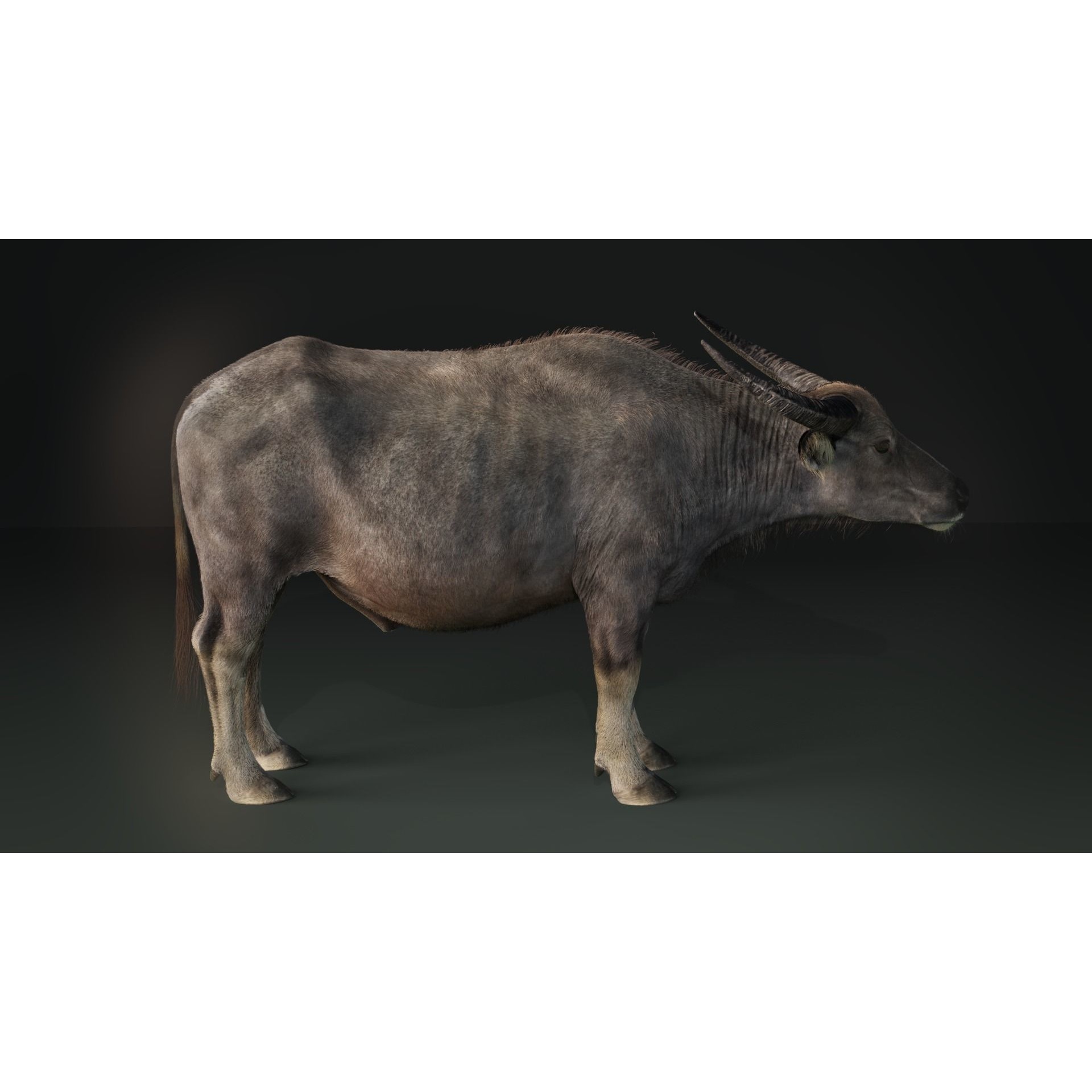 Asian Buffalo 3D model 5
