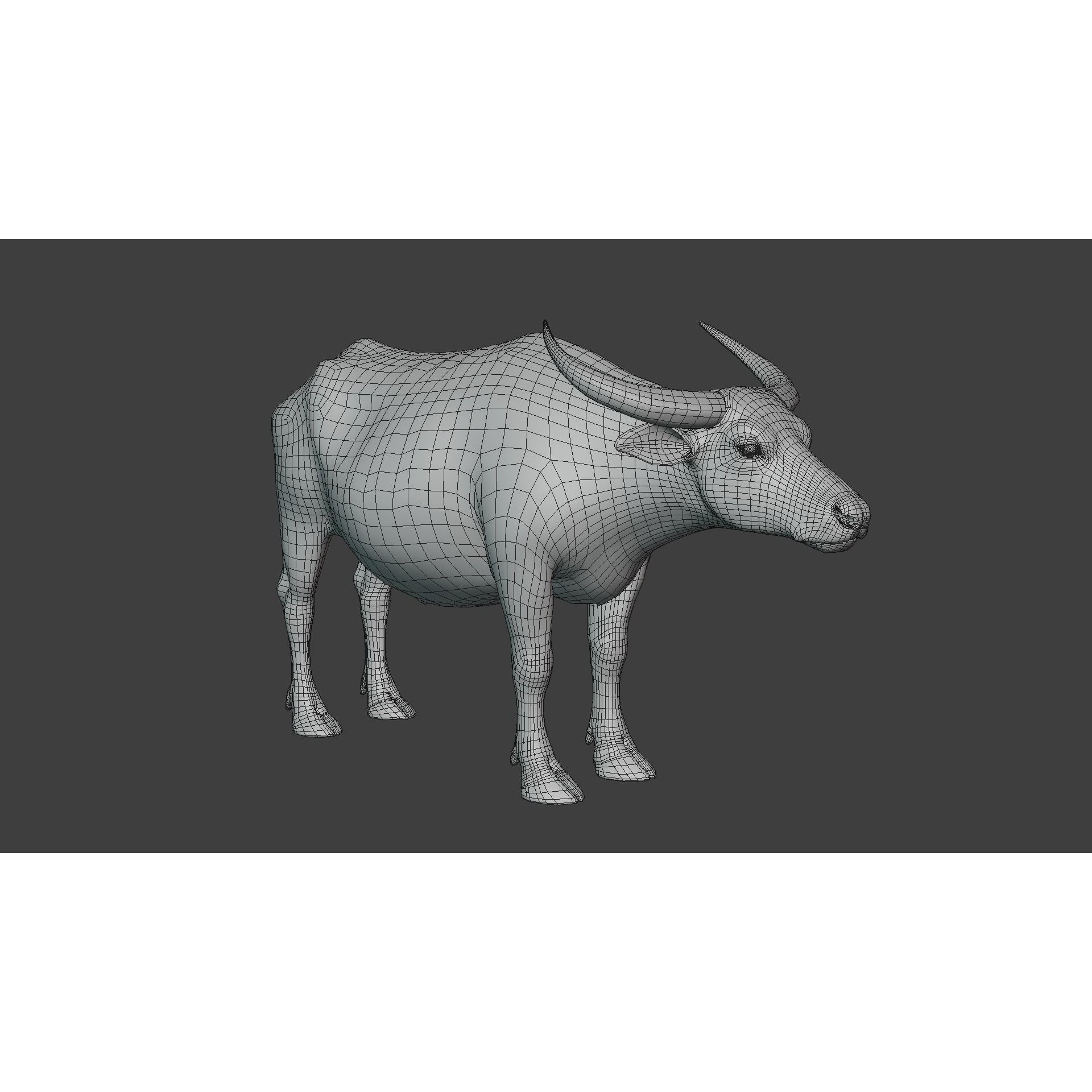 Asian Buffalo 3D model 6