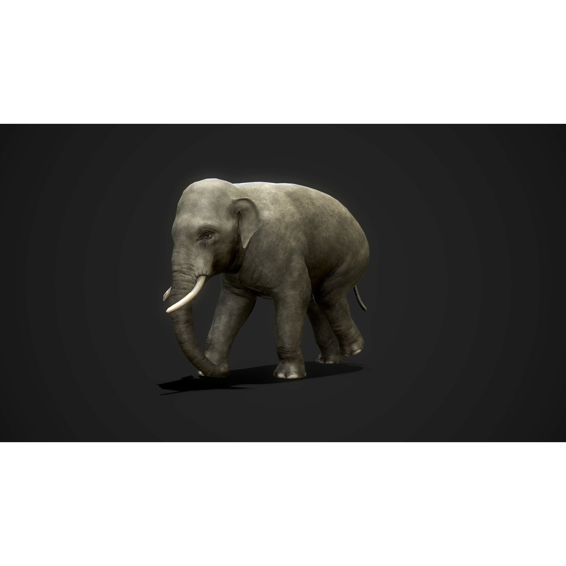 Asian Elephants - GameReady Low-poly 3D model 2