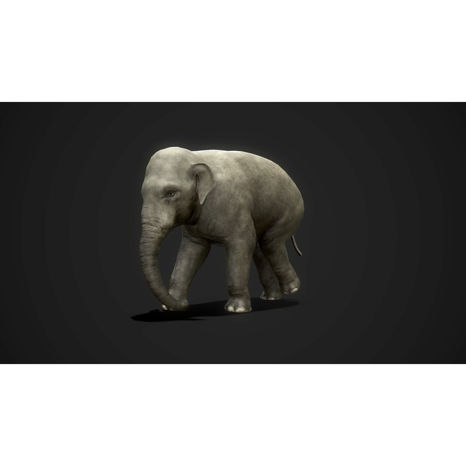 Asian Elephants - GameReady Low-poly 3D model 3