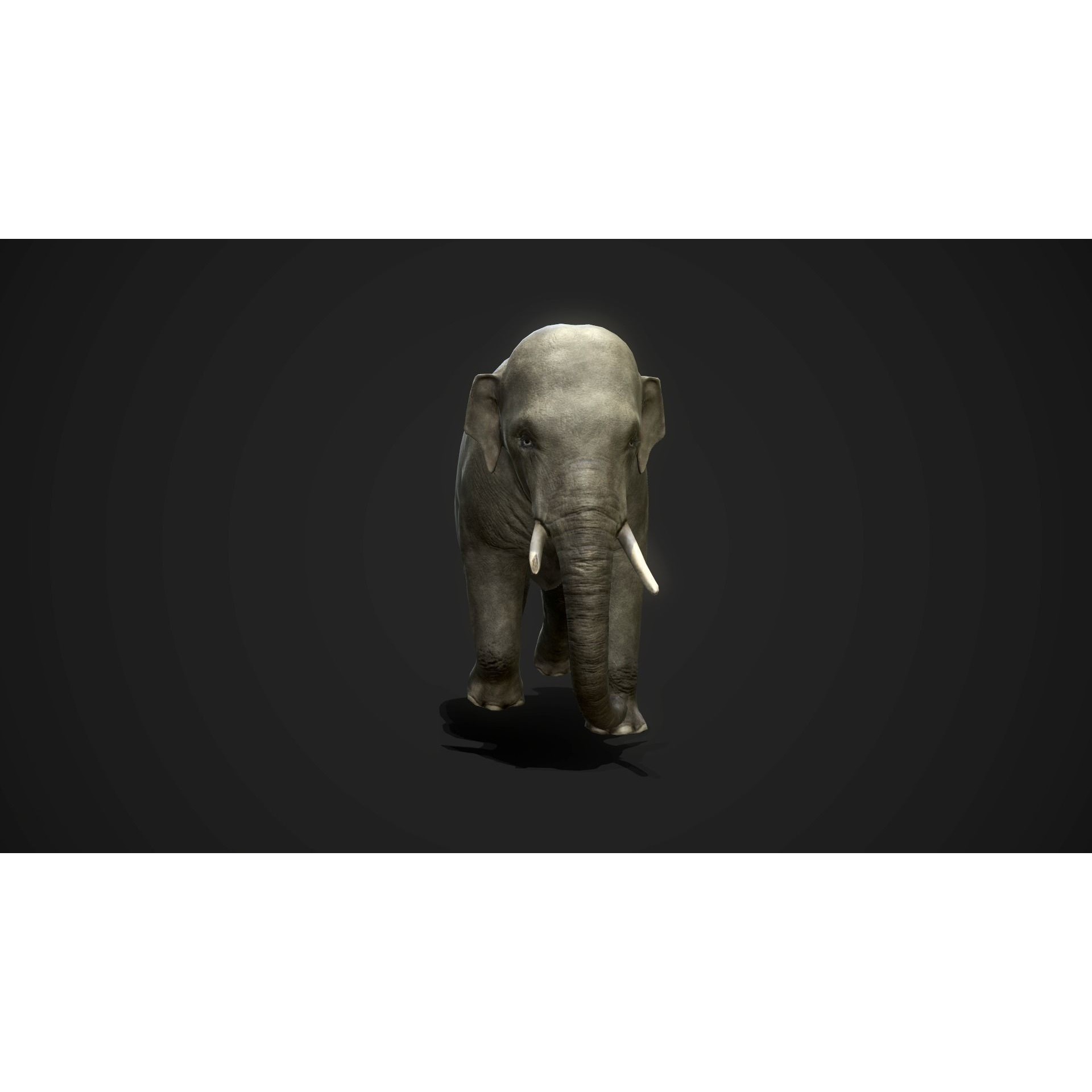 Asian Elephants - GameReady Low-poly 3D model 4