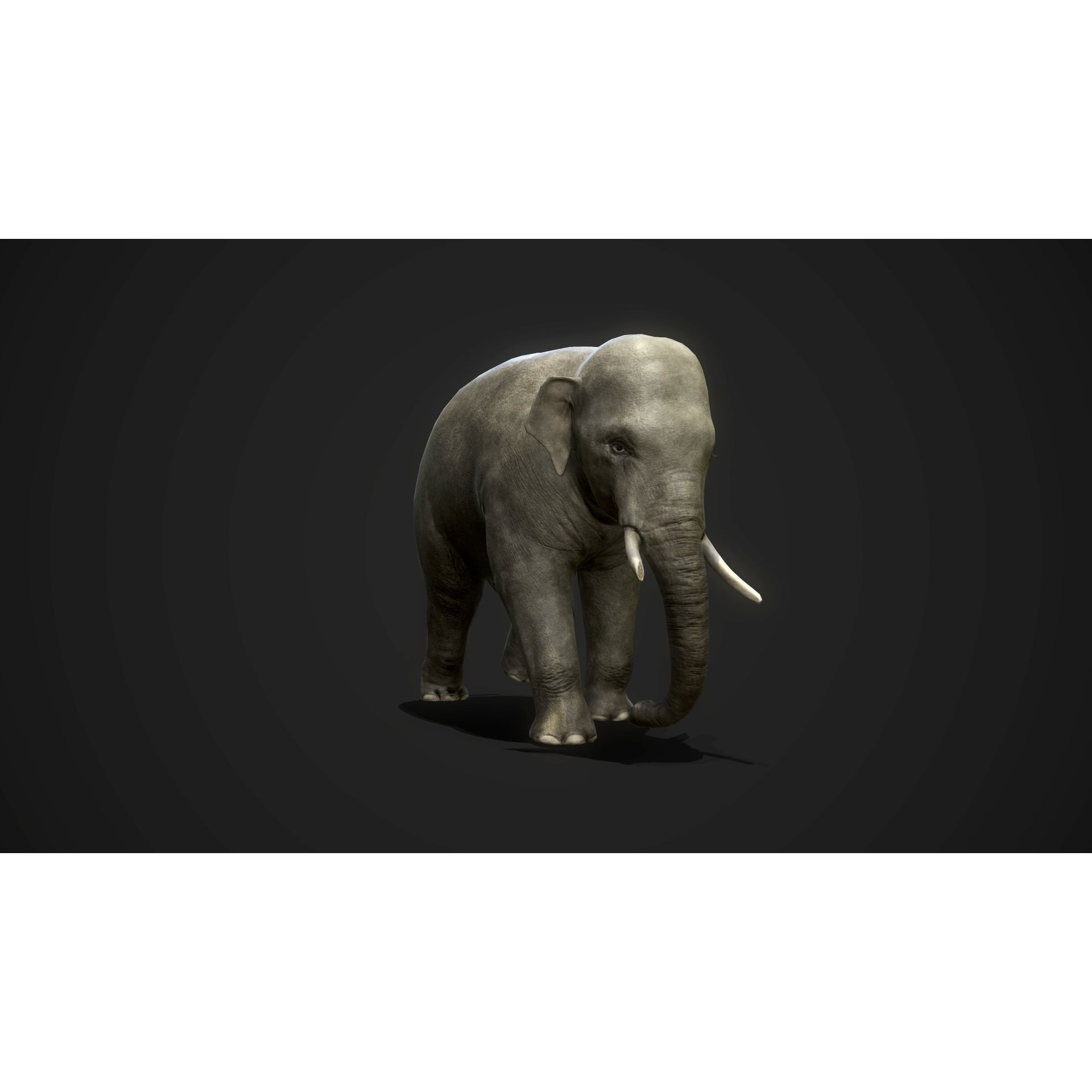 Asian Elephants - GameReady Low-poly 3D model 5