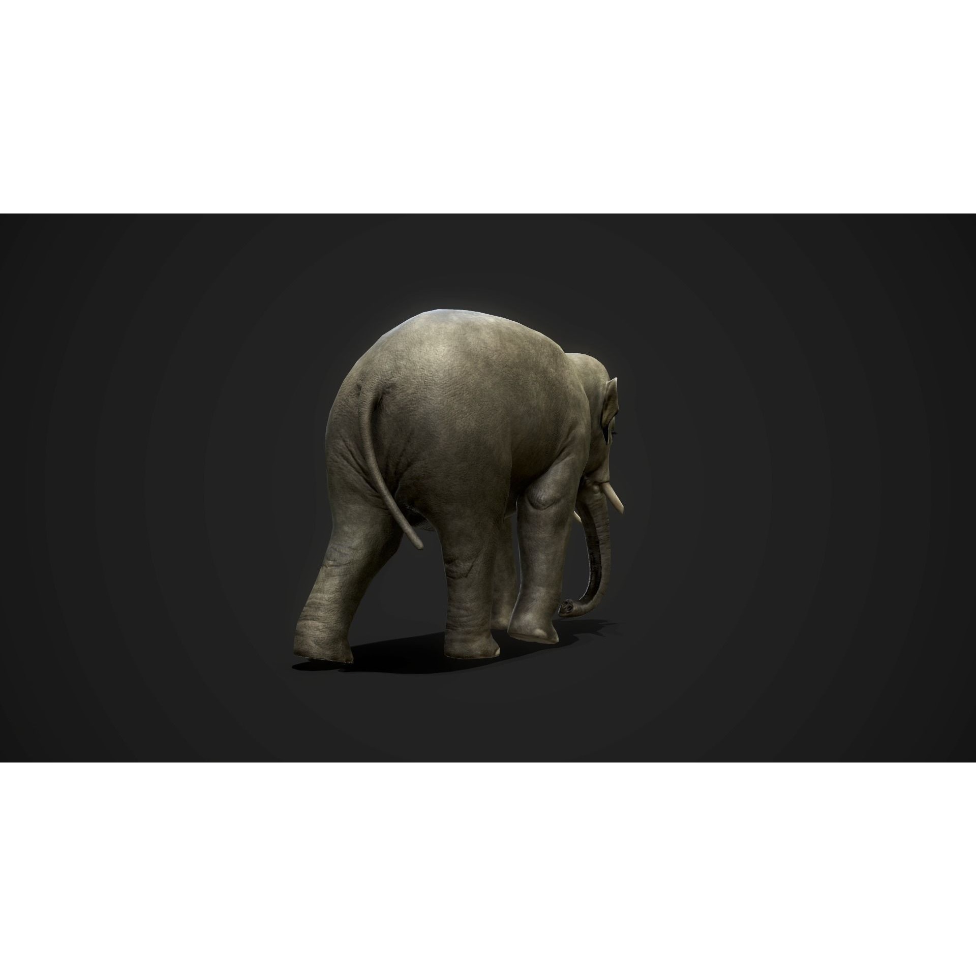 Asian Elephants - GameReady Low-poly 3D model 6
