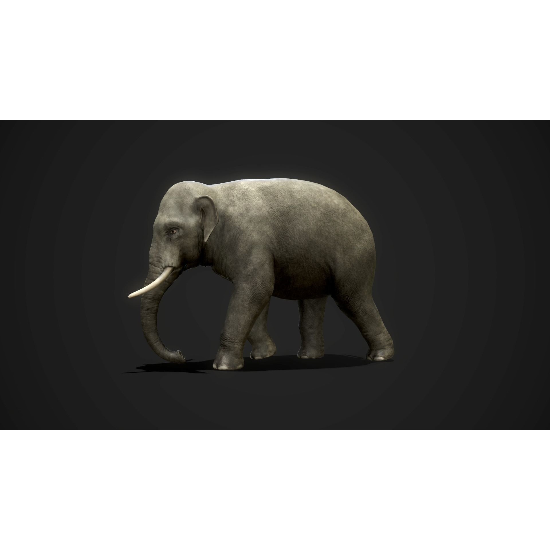 Asian Elephants - GameReady Low-poly 3D model 7