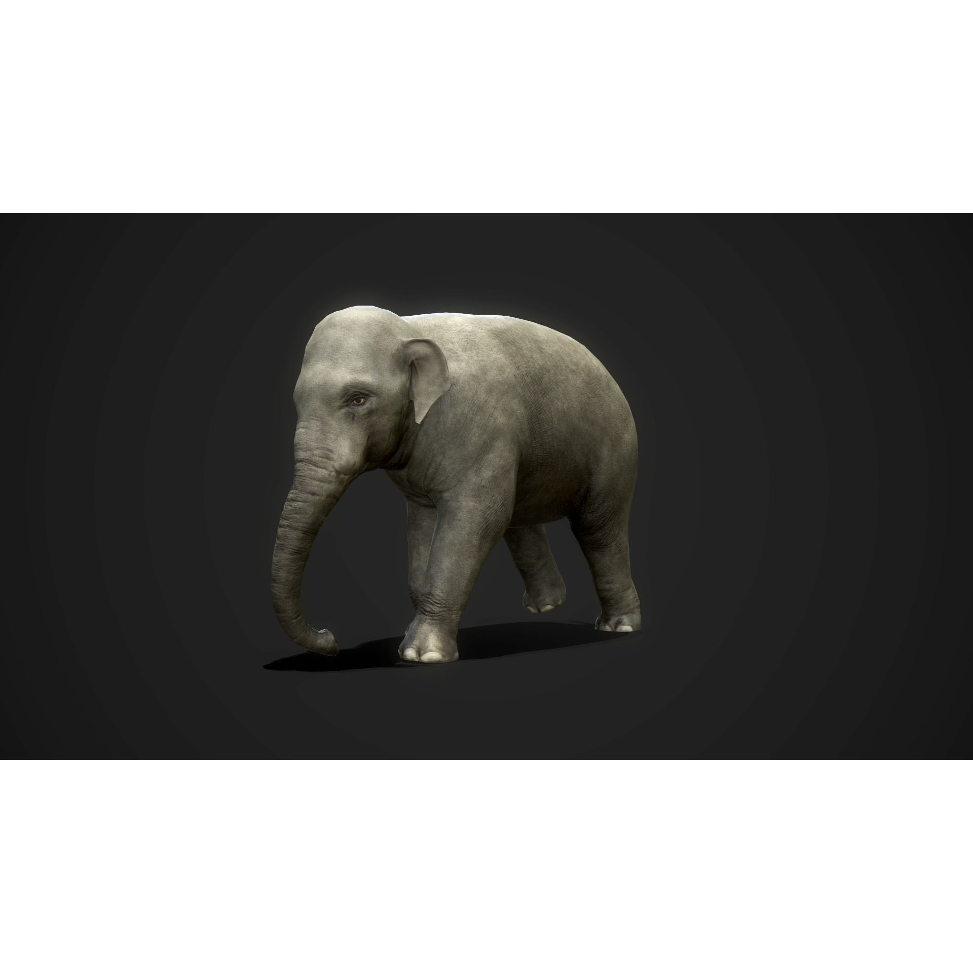 Asian Elephants - GameReady Low-poly 3D model 8