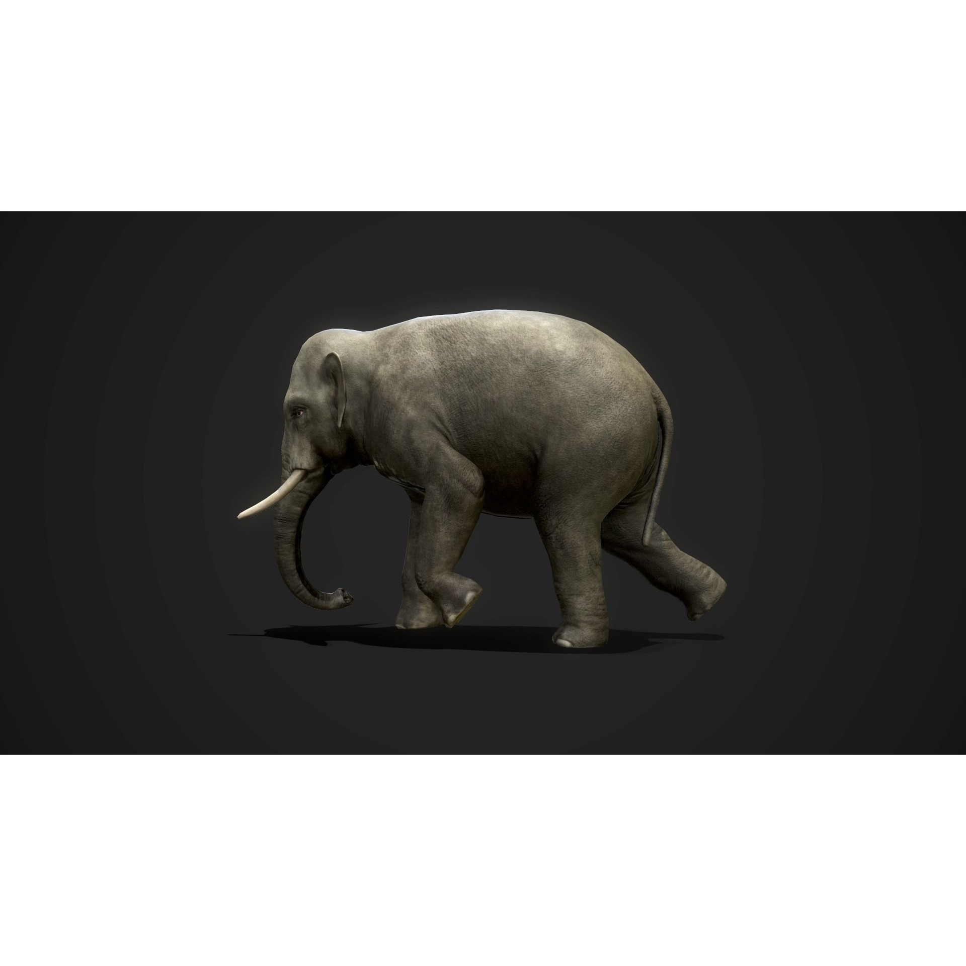 Asian Elephants - GameReady Low-poly 3D model 9
