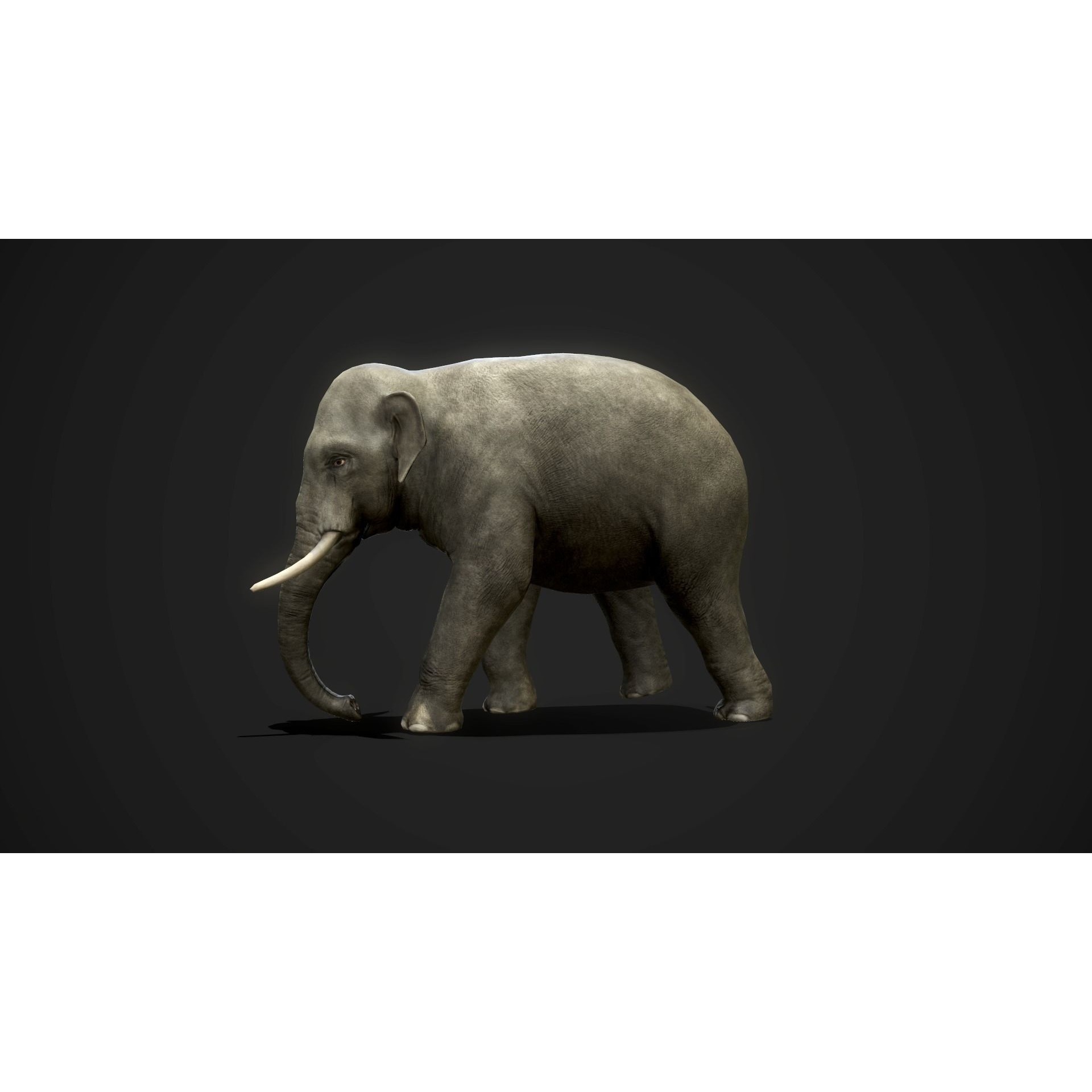 Asian Elephants - GameReady Low-poly 3D model 10