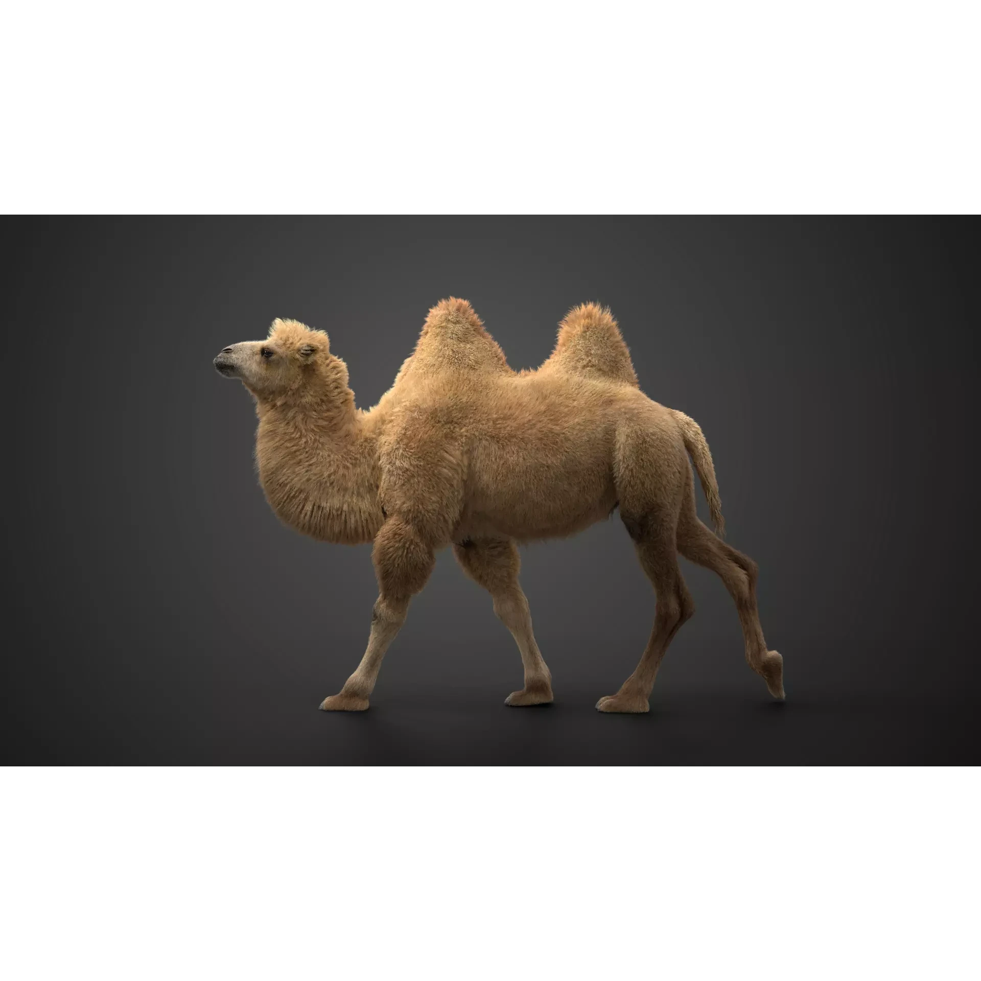 Bactrian Camel Animated VFX Grace 3D model