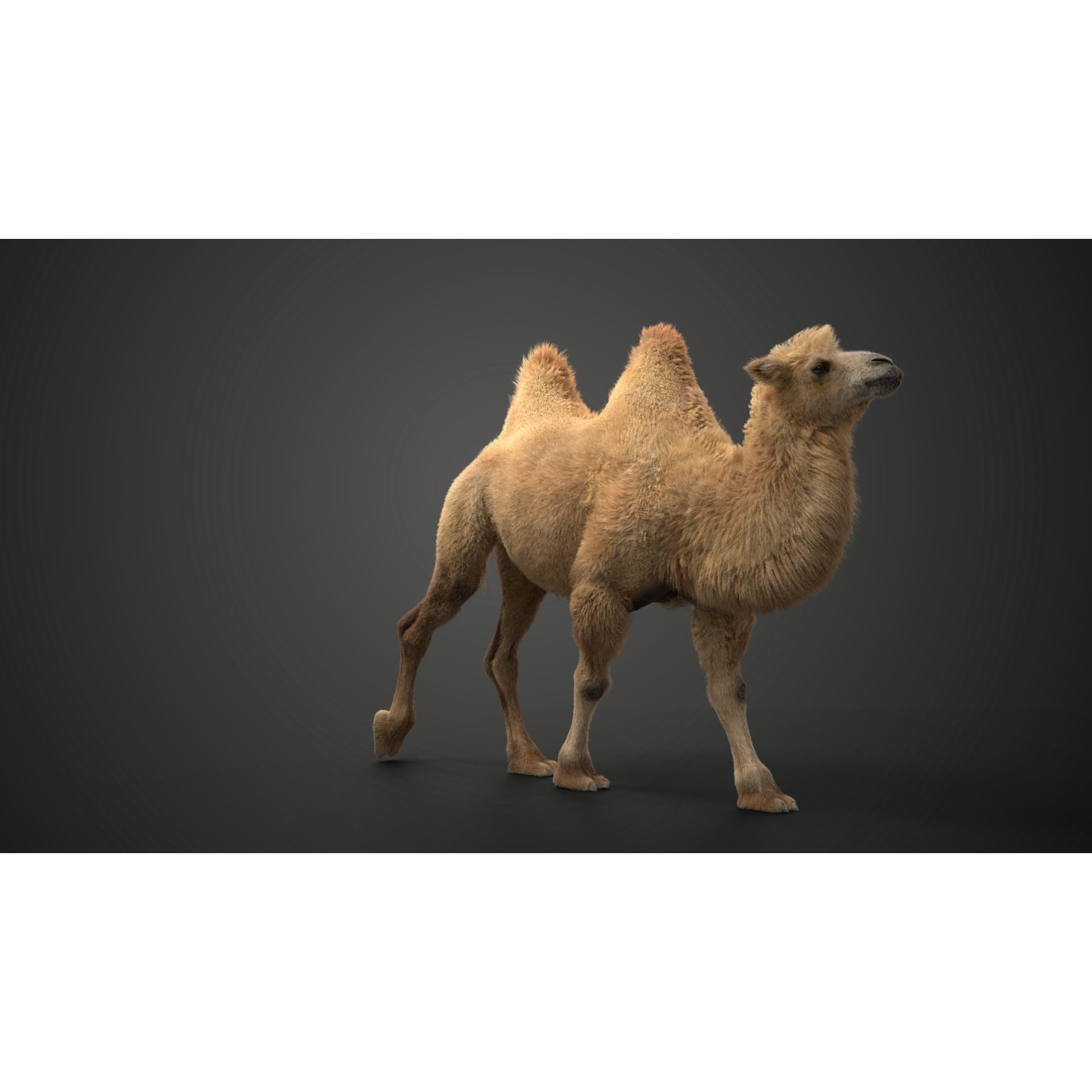 Bactrian Camel Animated VFX Grace 3D model 4