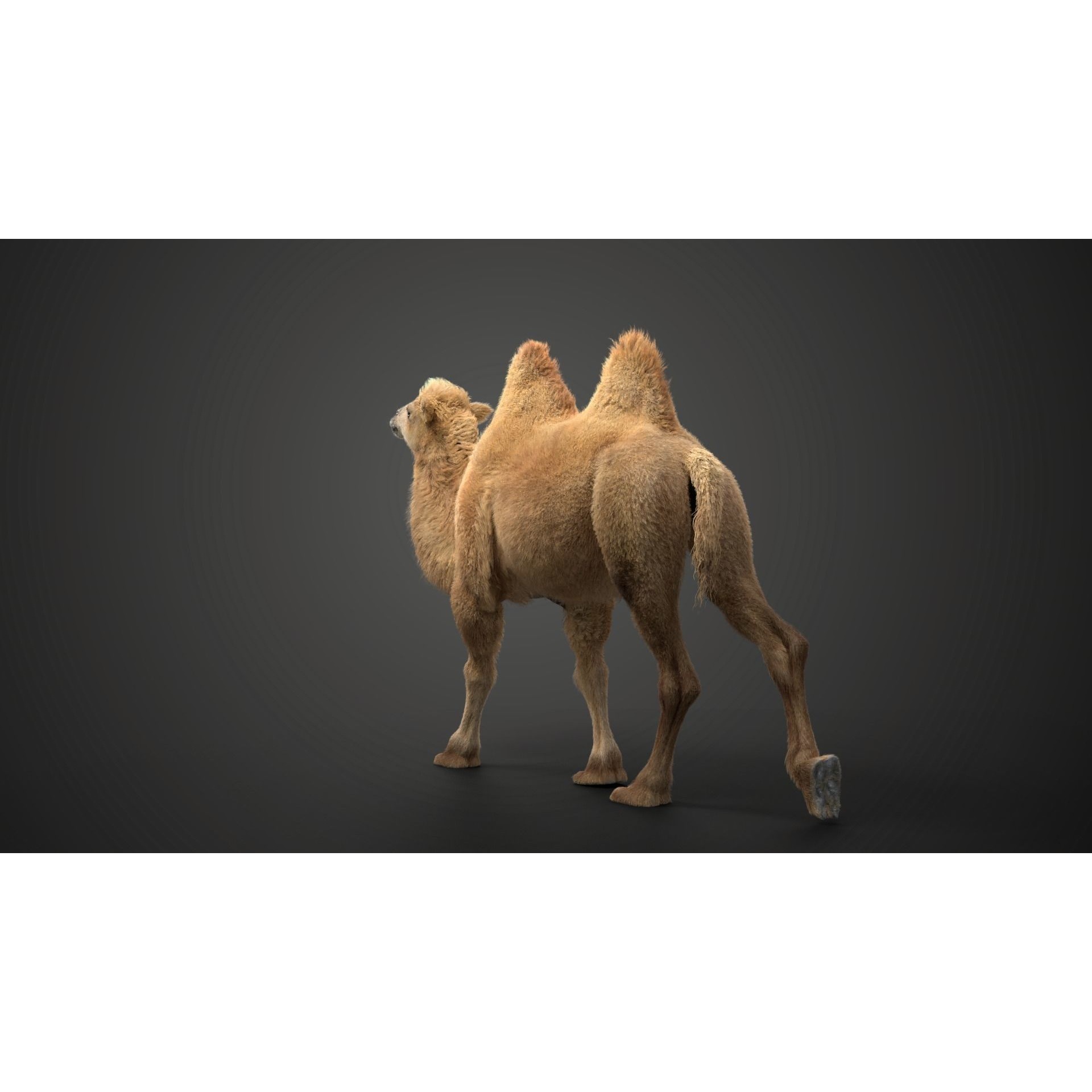 Bactrian Camel Animated VFX Grace 3D model 6
