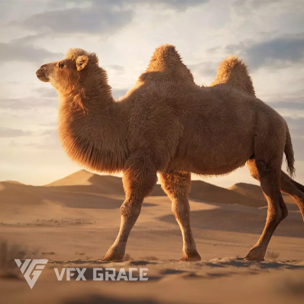 Bactrian Camel Rigged VFX Grace 3D model