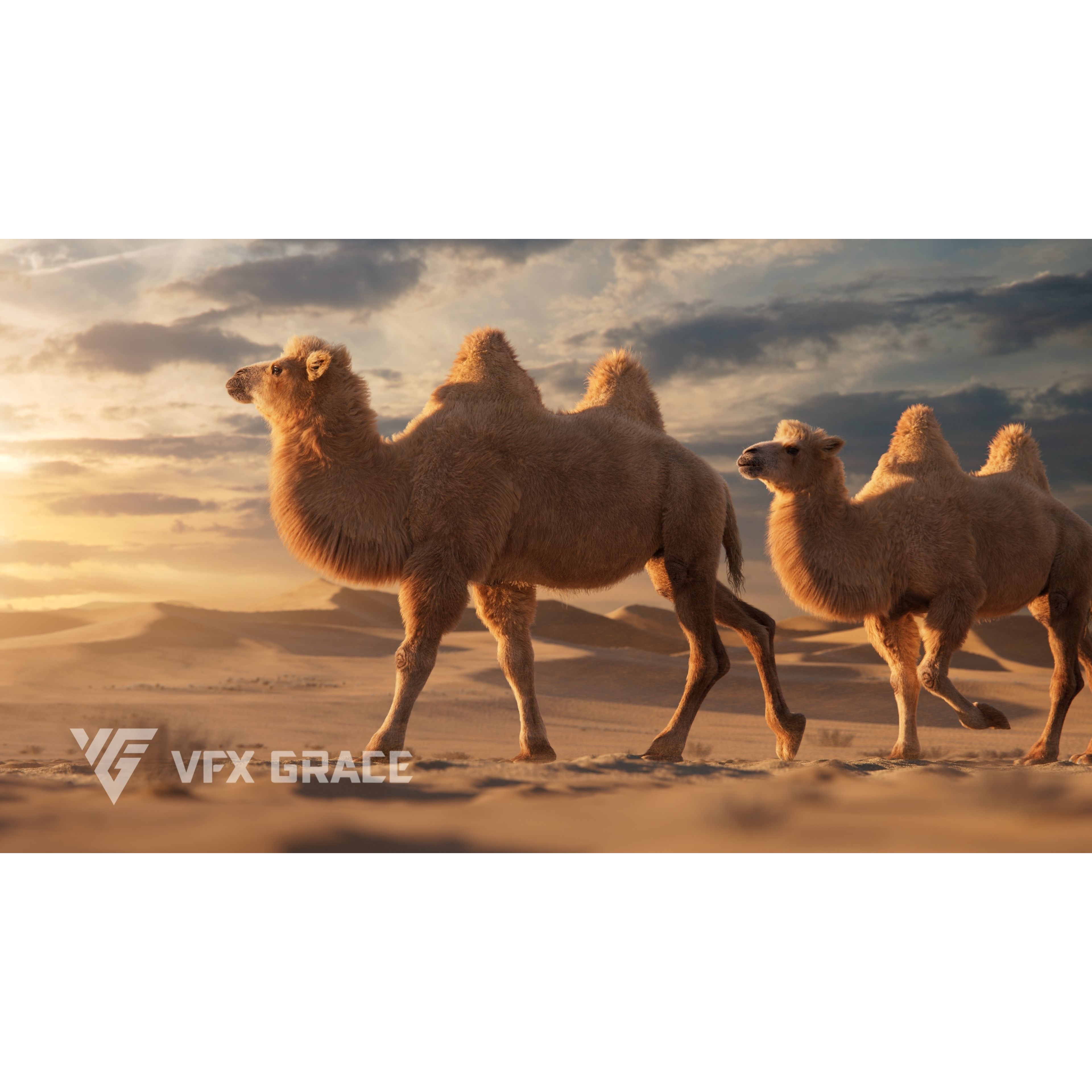 Bactrian Camel Rigged VFX Grace 3D model 2
