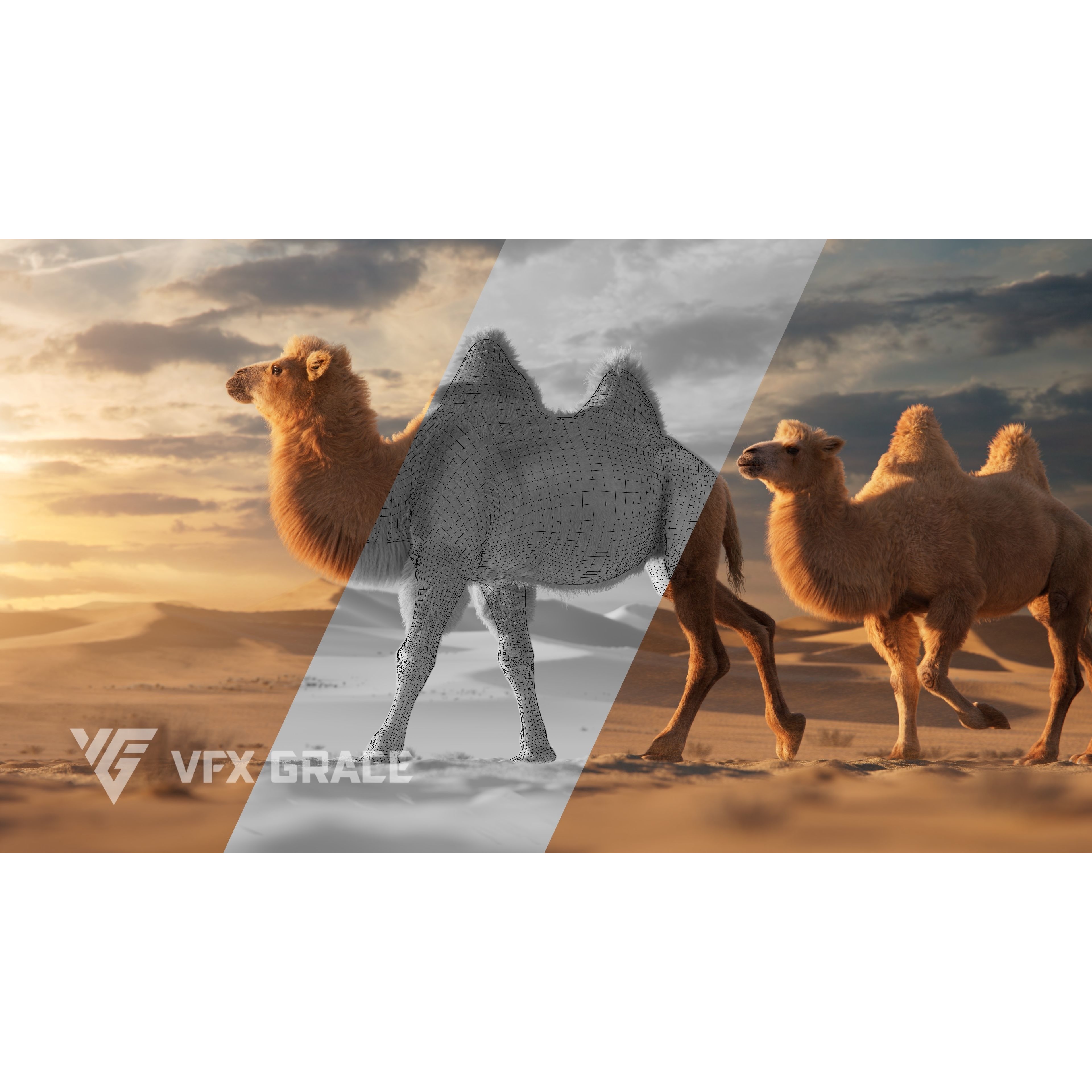 Bactrian Camel Rigged VFX Grace 3D model 3