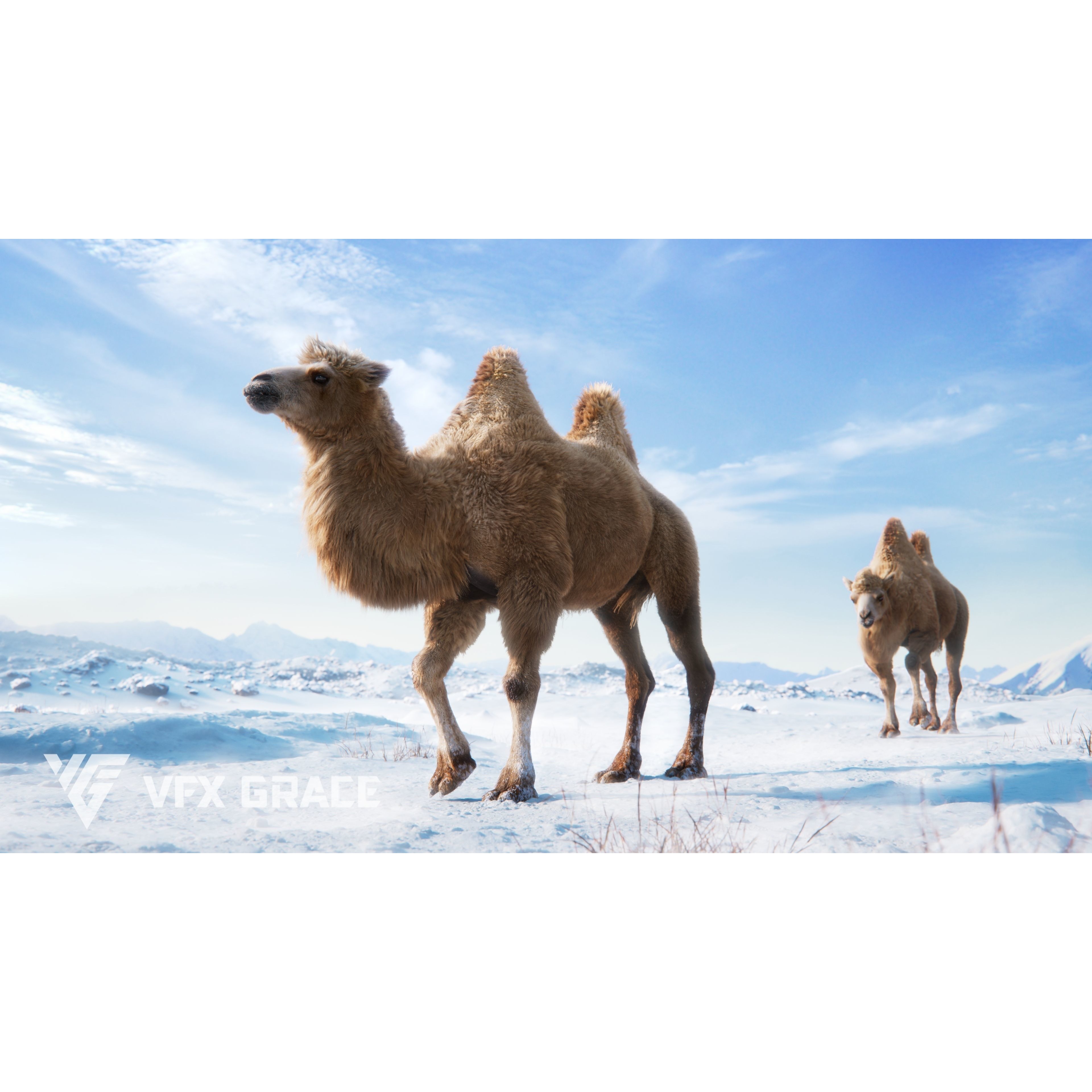 Bactrian Camel Rigged VFX Grace 3D model 4