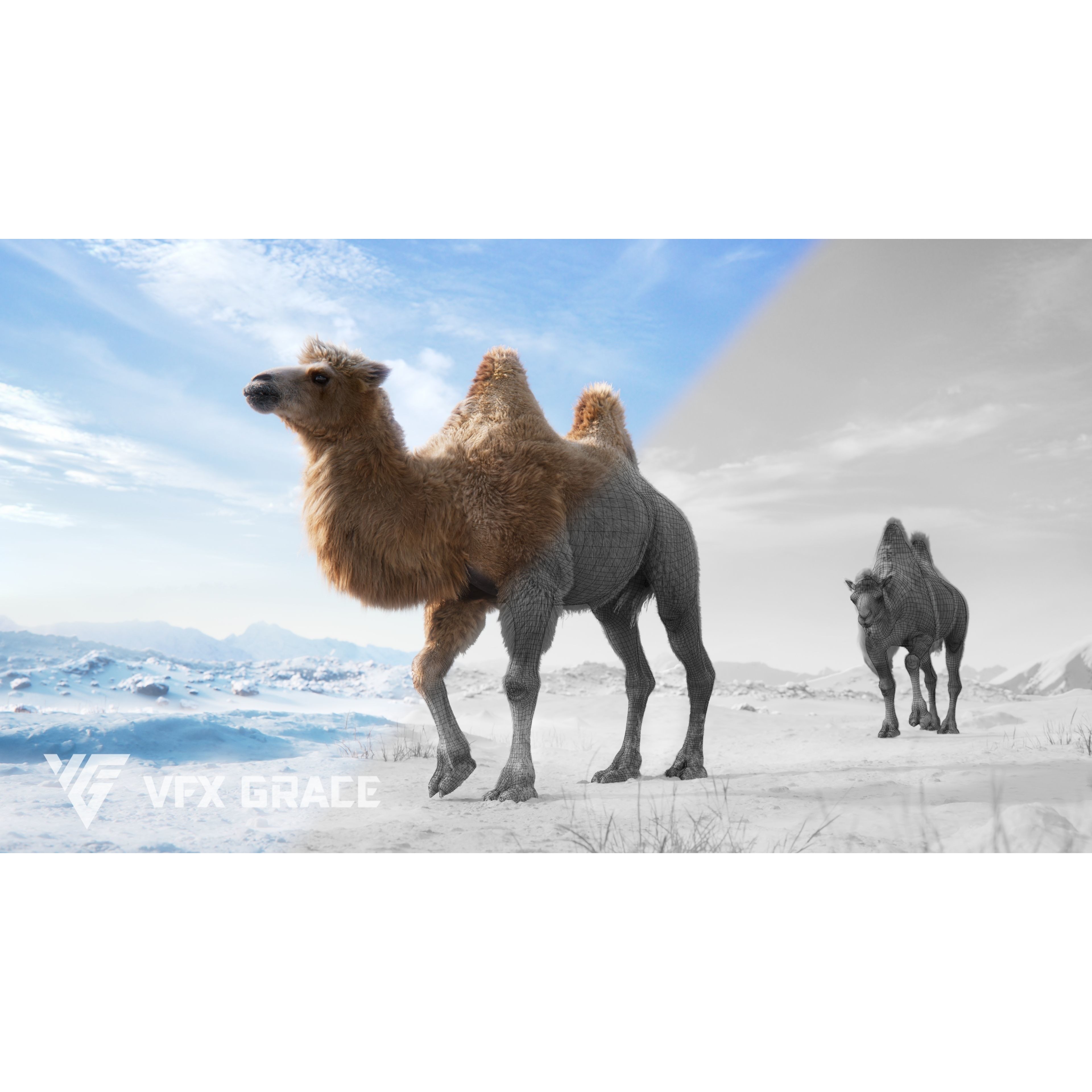 Bactrian Camel Rigged VFX Grace 3D model 5