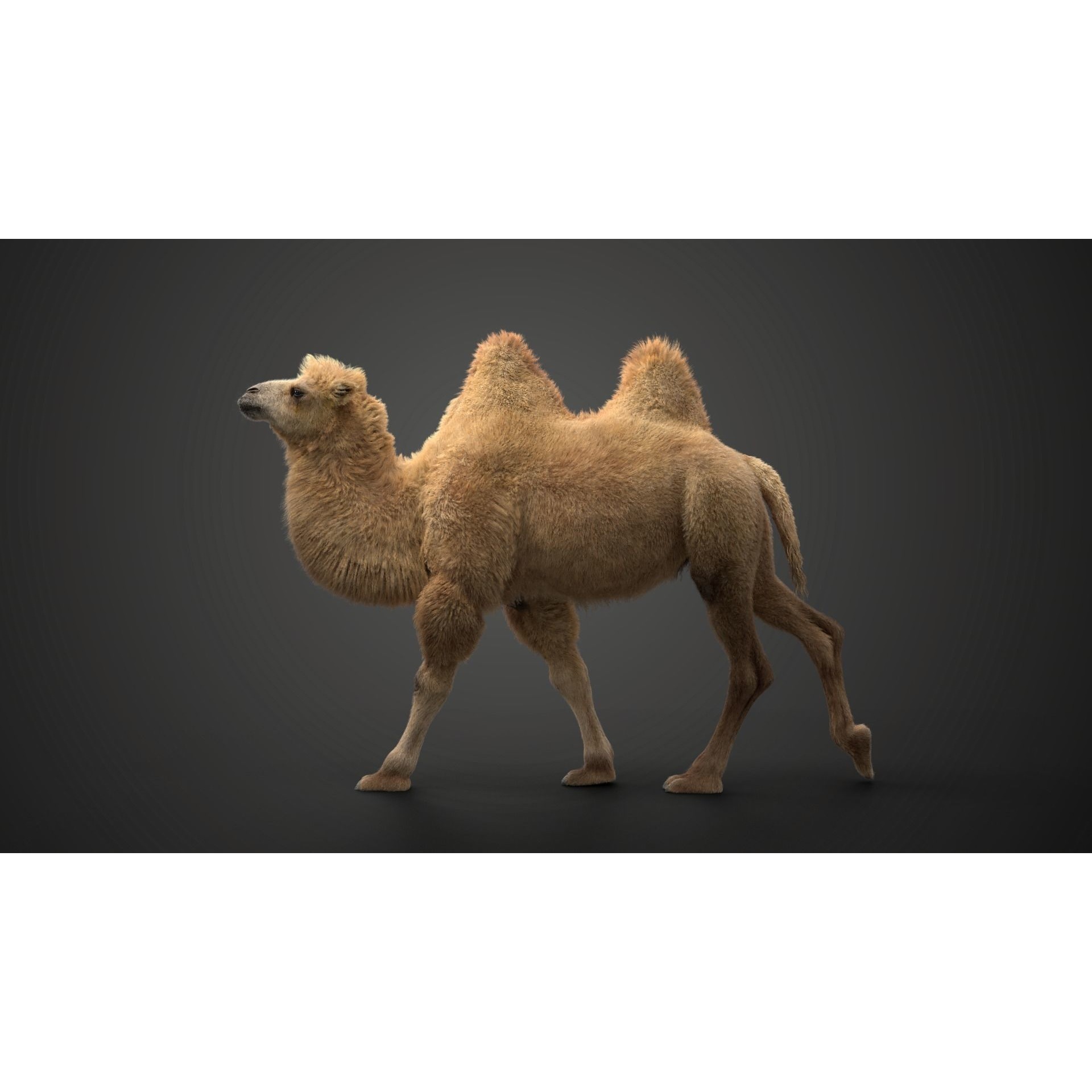Bactrian Camel Rigged VFX Grace 3D model 6