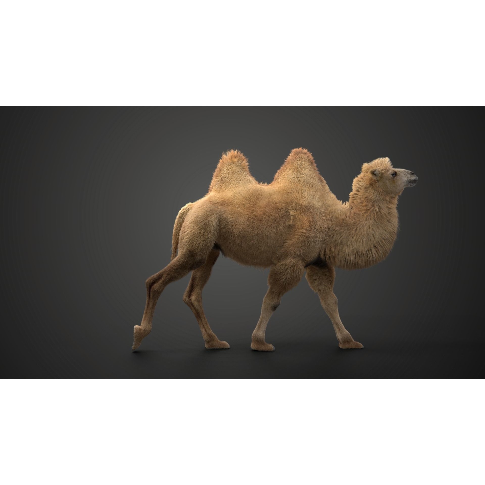 Bactrian Camel Rigged VFX Grace 3D model 7