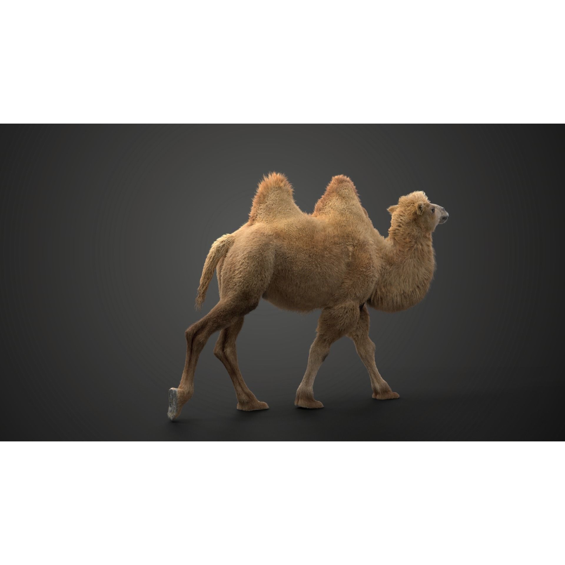 Bactrian Camel Rigged VFX Grace 3D model 8