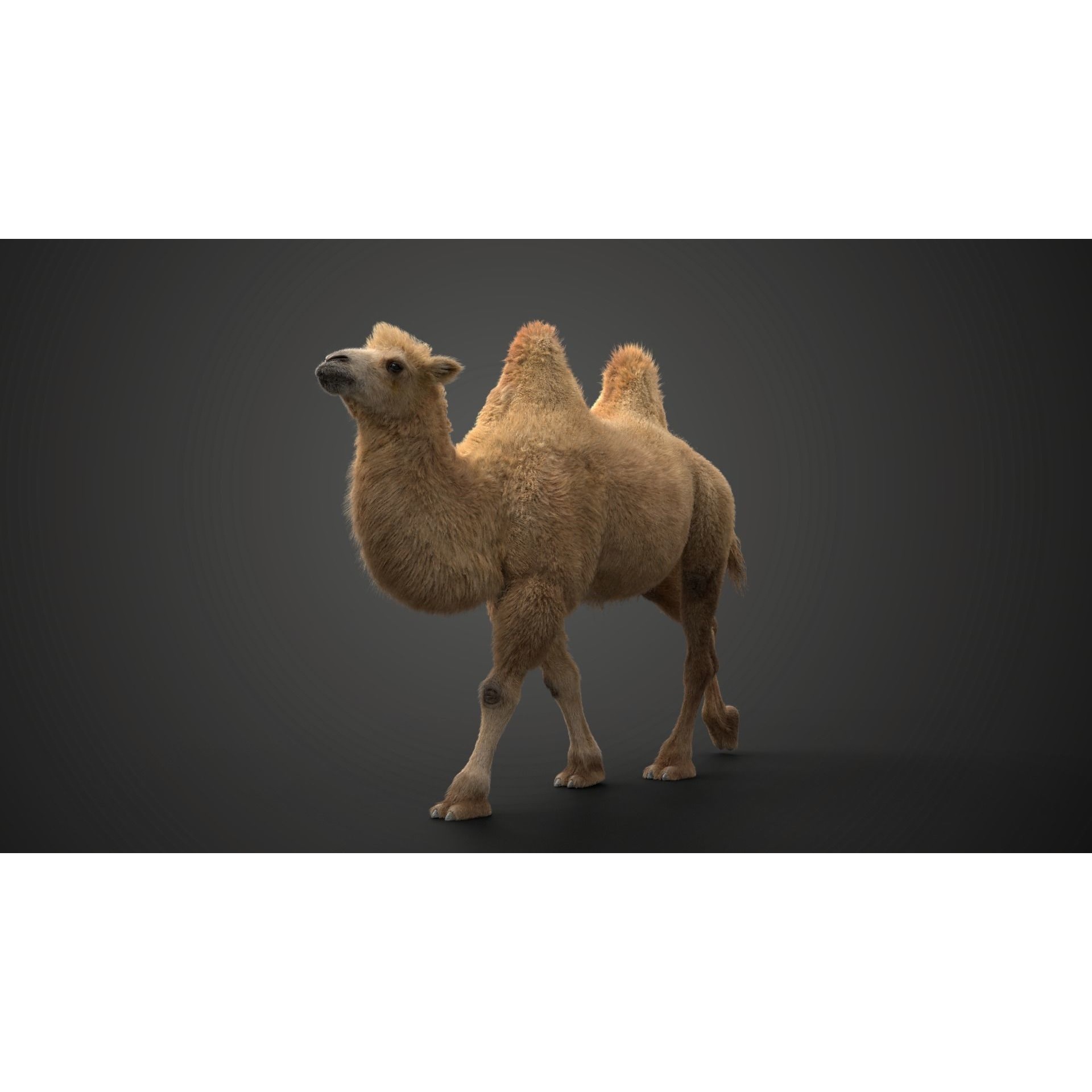 Bactrian Camel Rigged VFX Grace 3D model 10