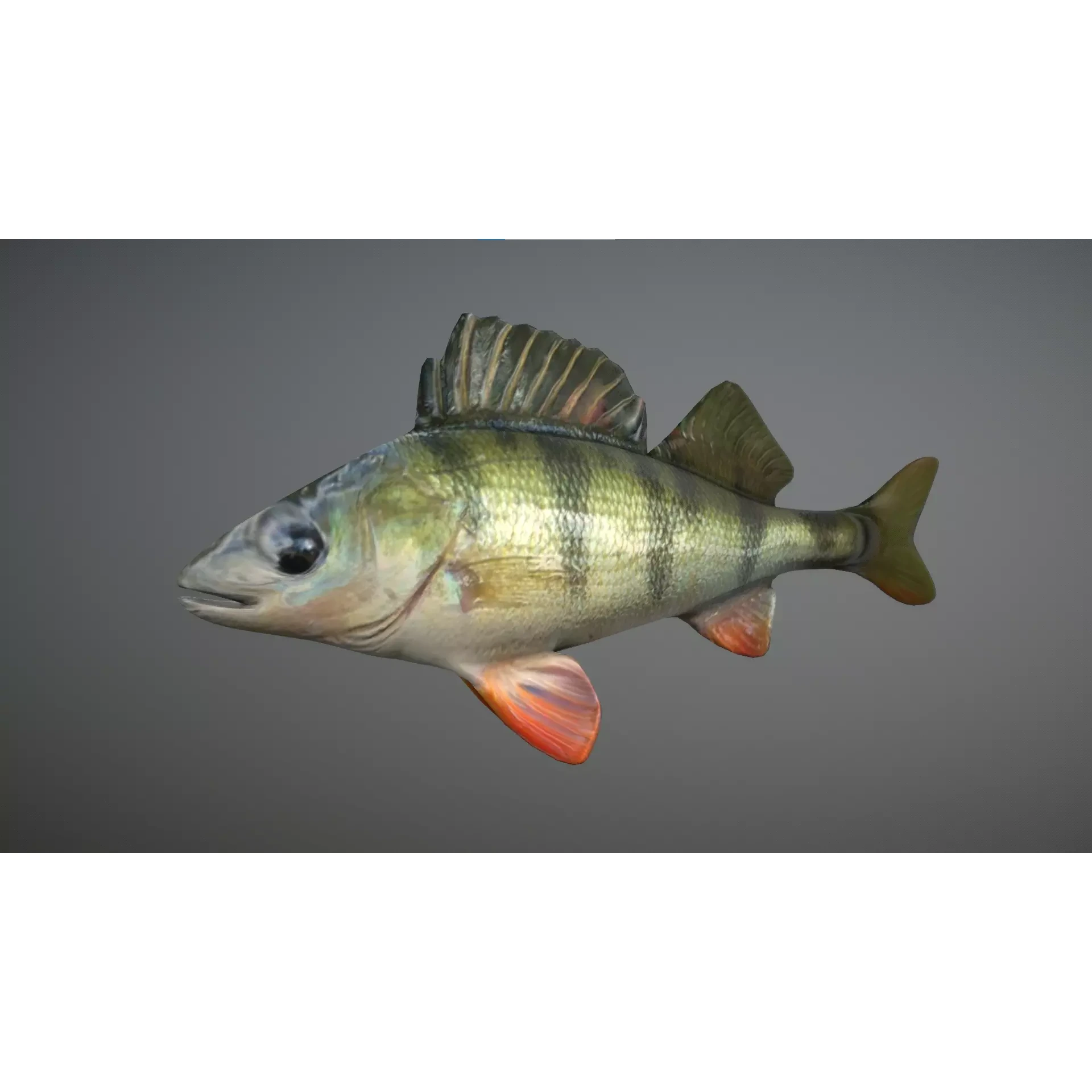 Bass - Fish Free low-poly 3D model