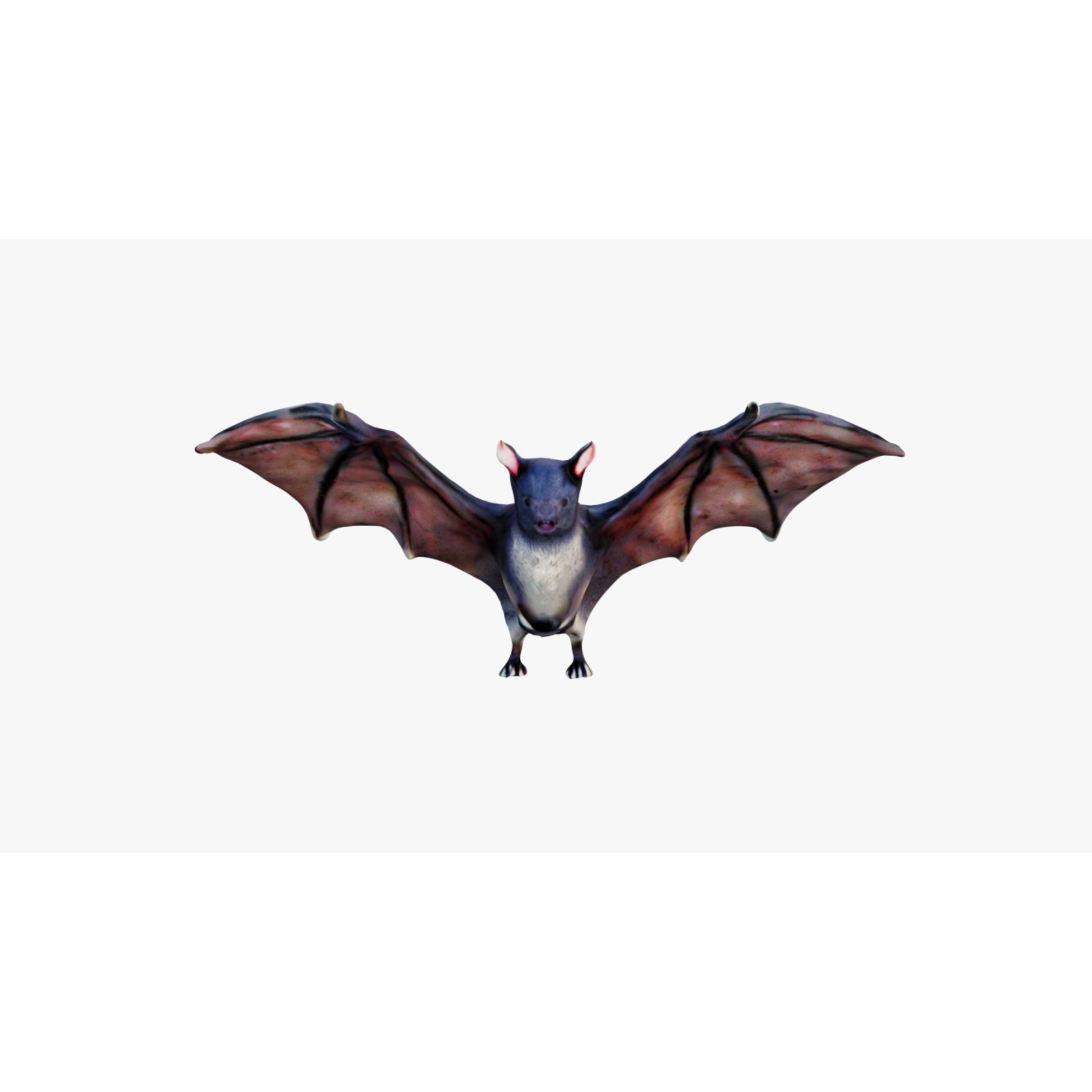 Bat Animal Free 3D model 3