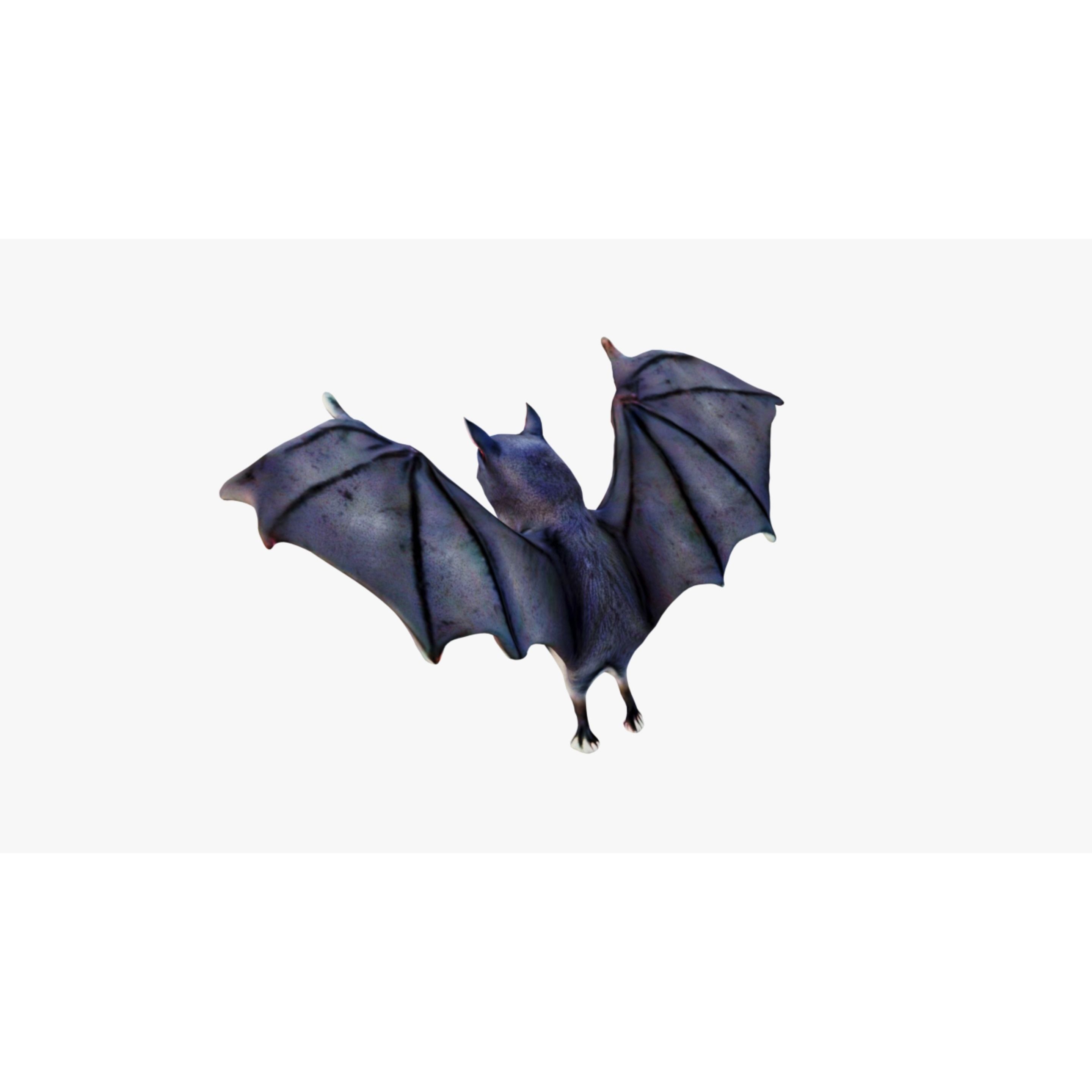 Bat Animal Free 3D model 4