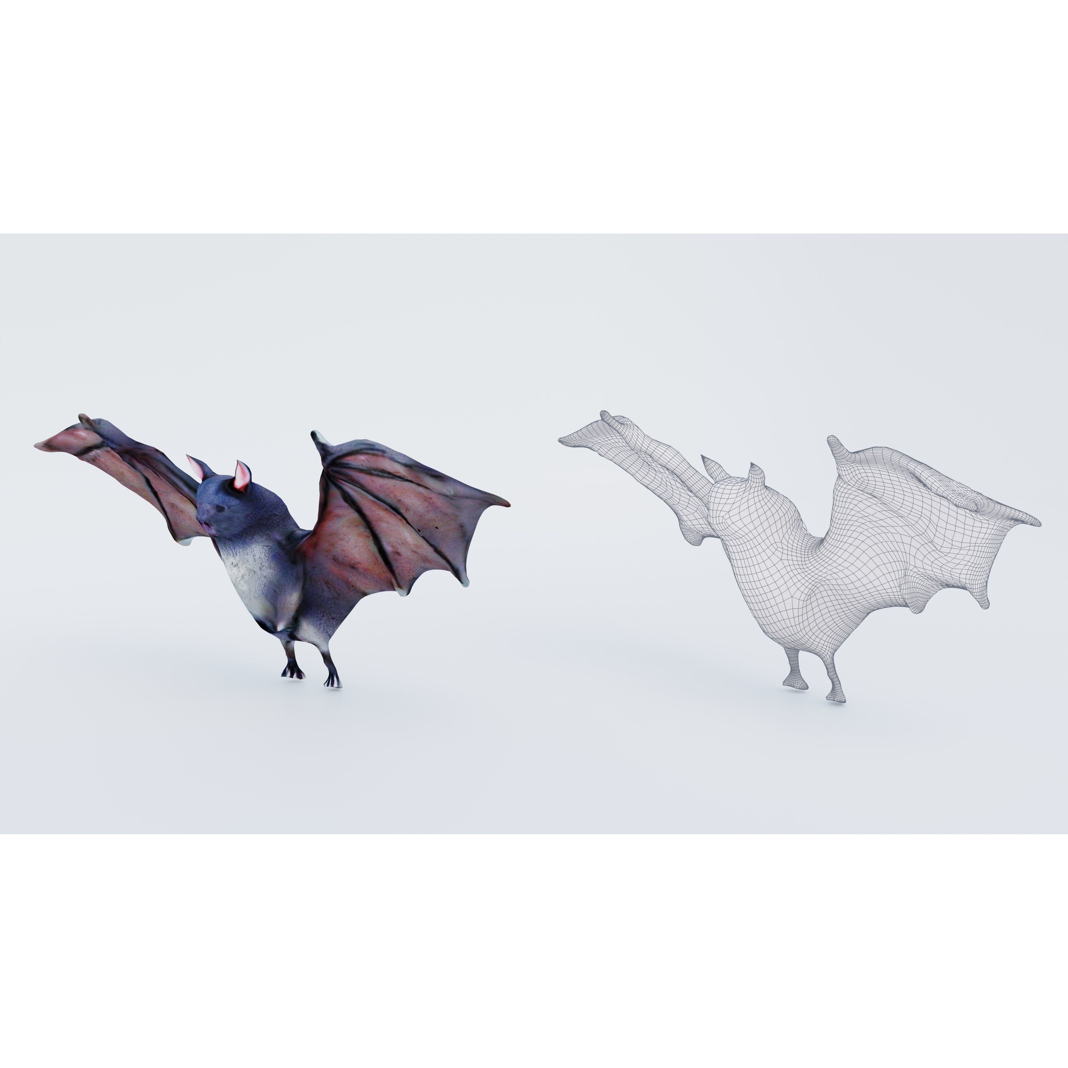 Bat Animal Free 3D model 6