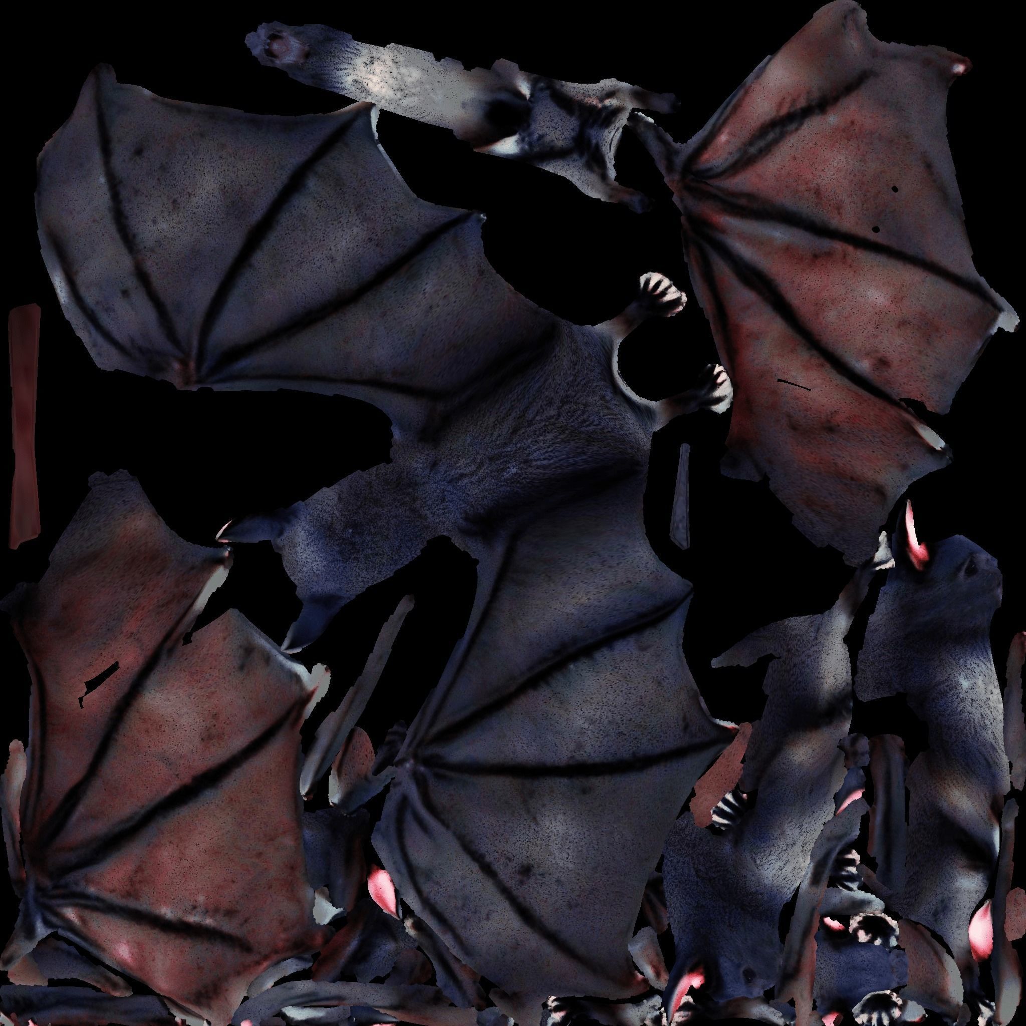 Bat Animal Free 3D model 8