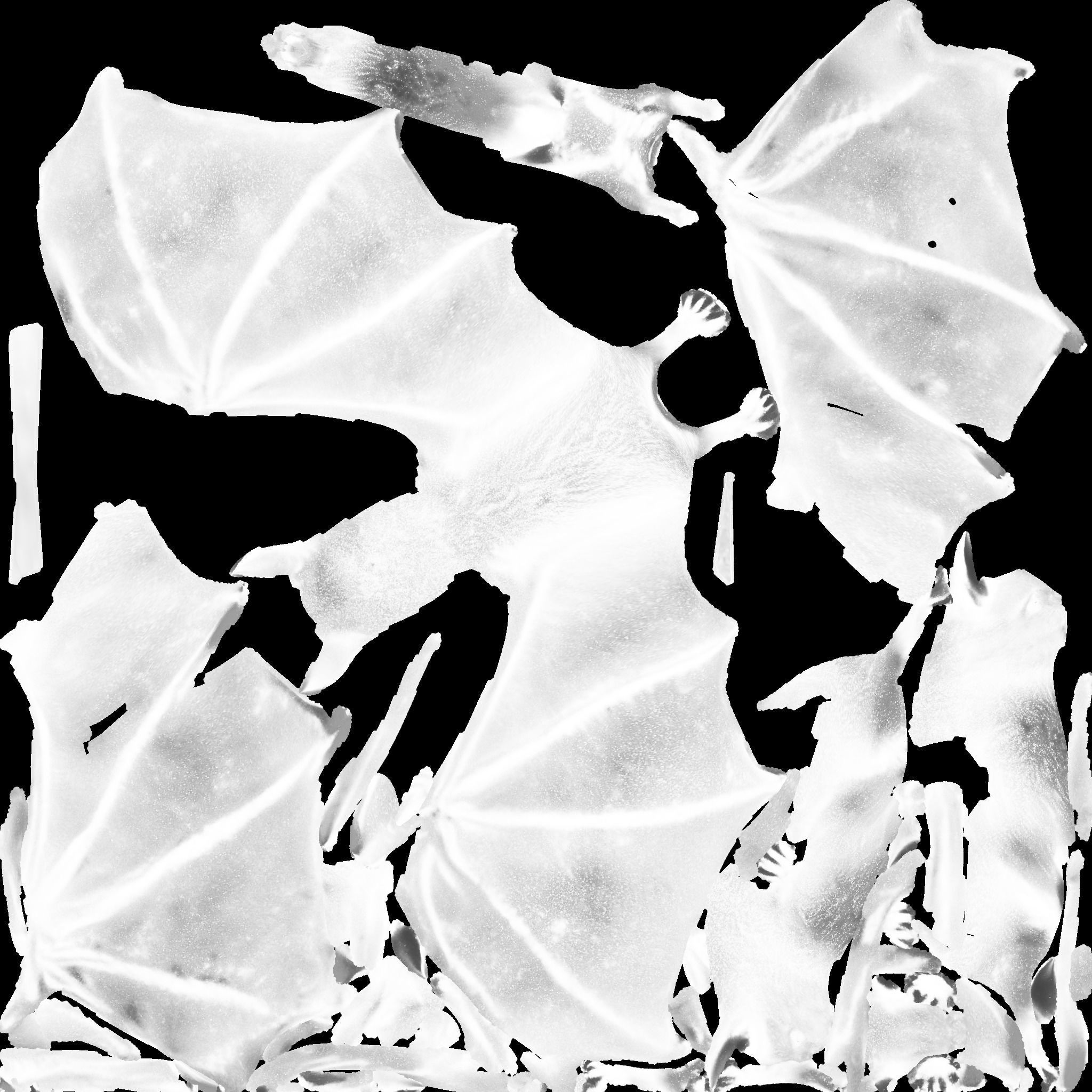 Bat Animal Free 3D model 10