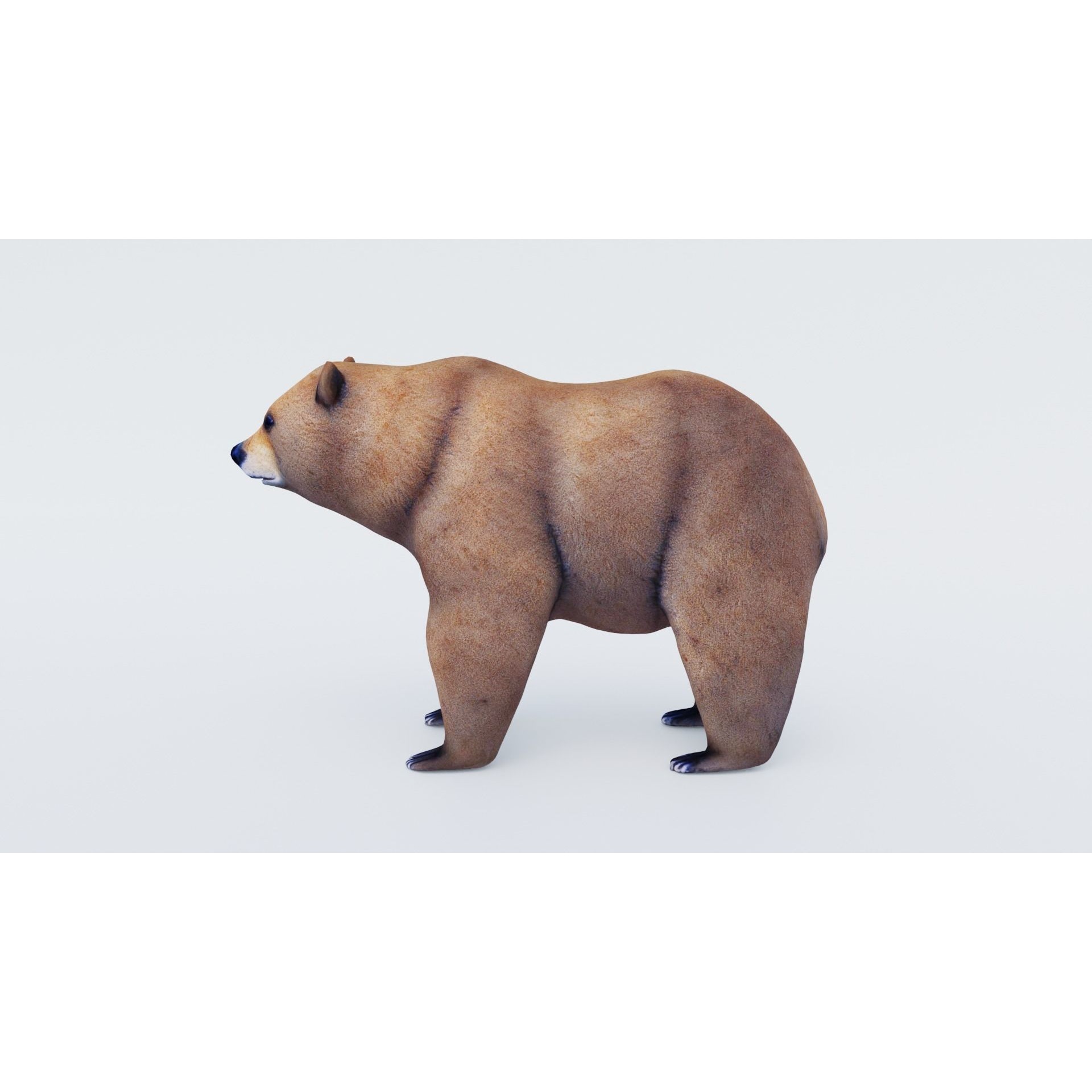 Bear Animal Free 3D model 2