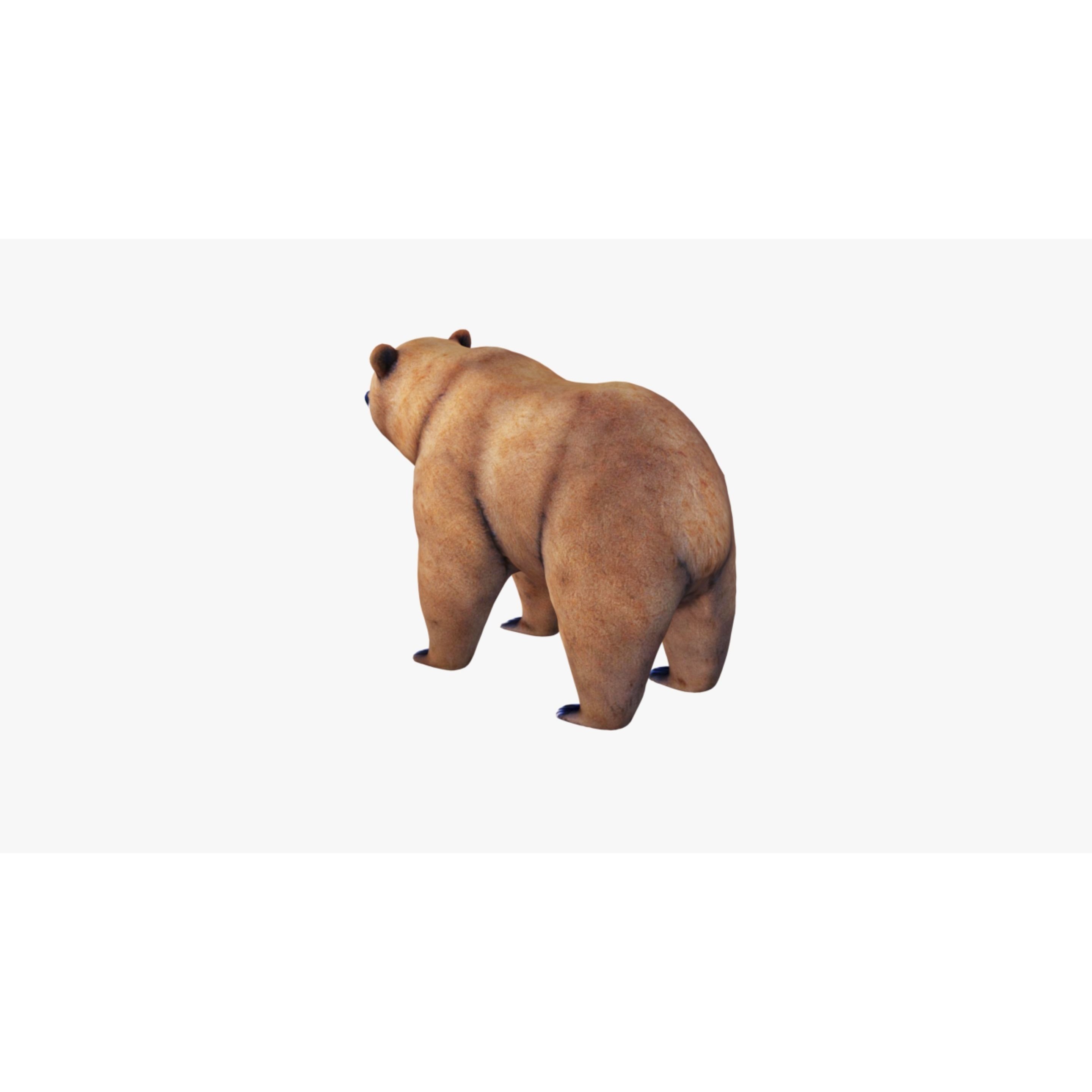 Bear Animal Free 3D model 4