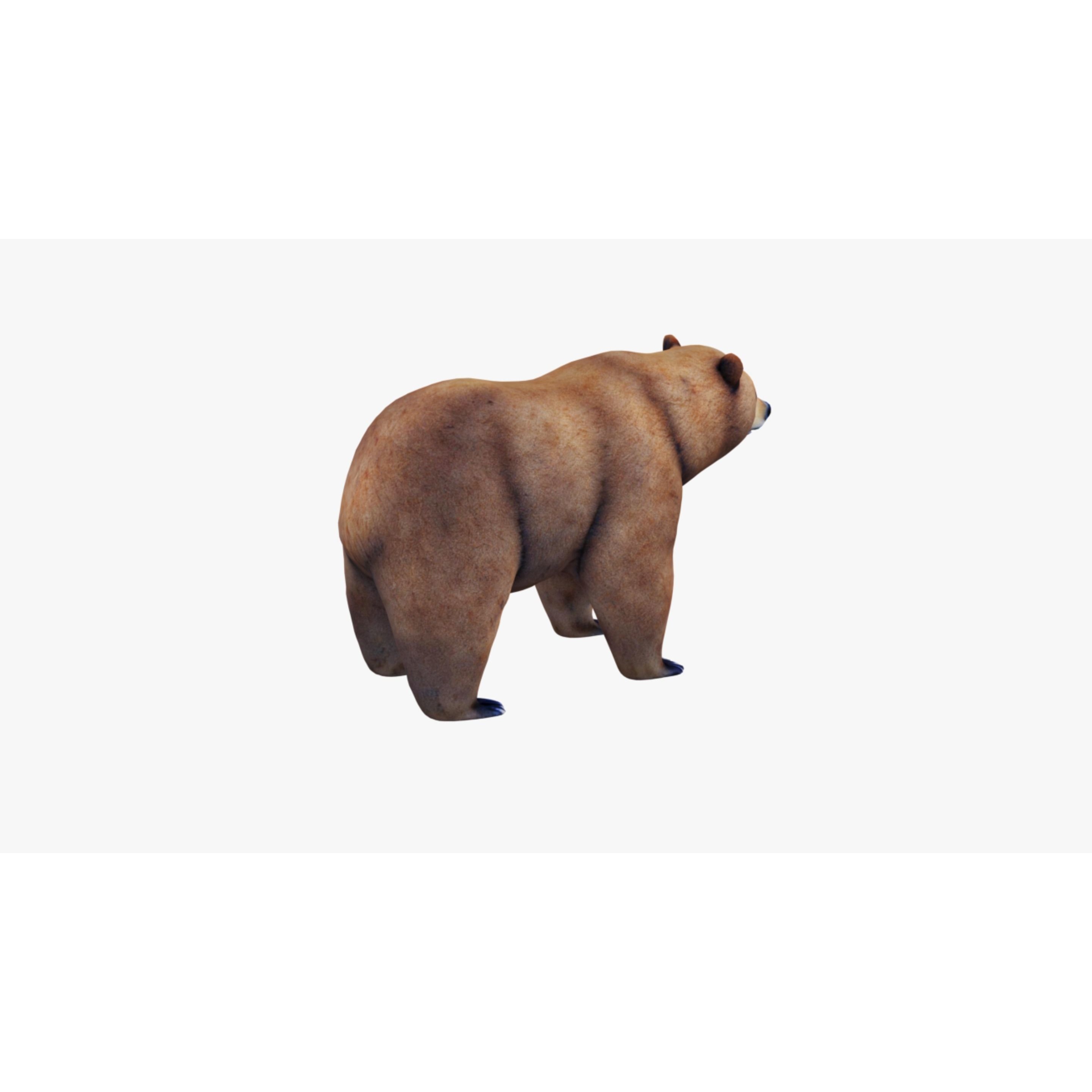 Bear Animal Free 3D model 5