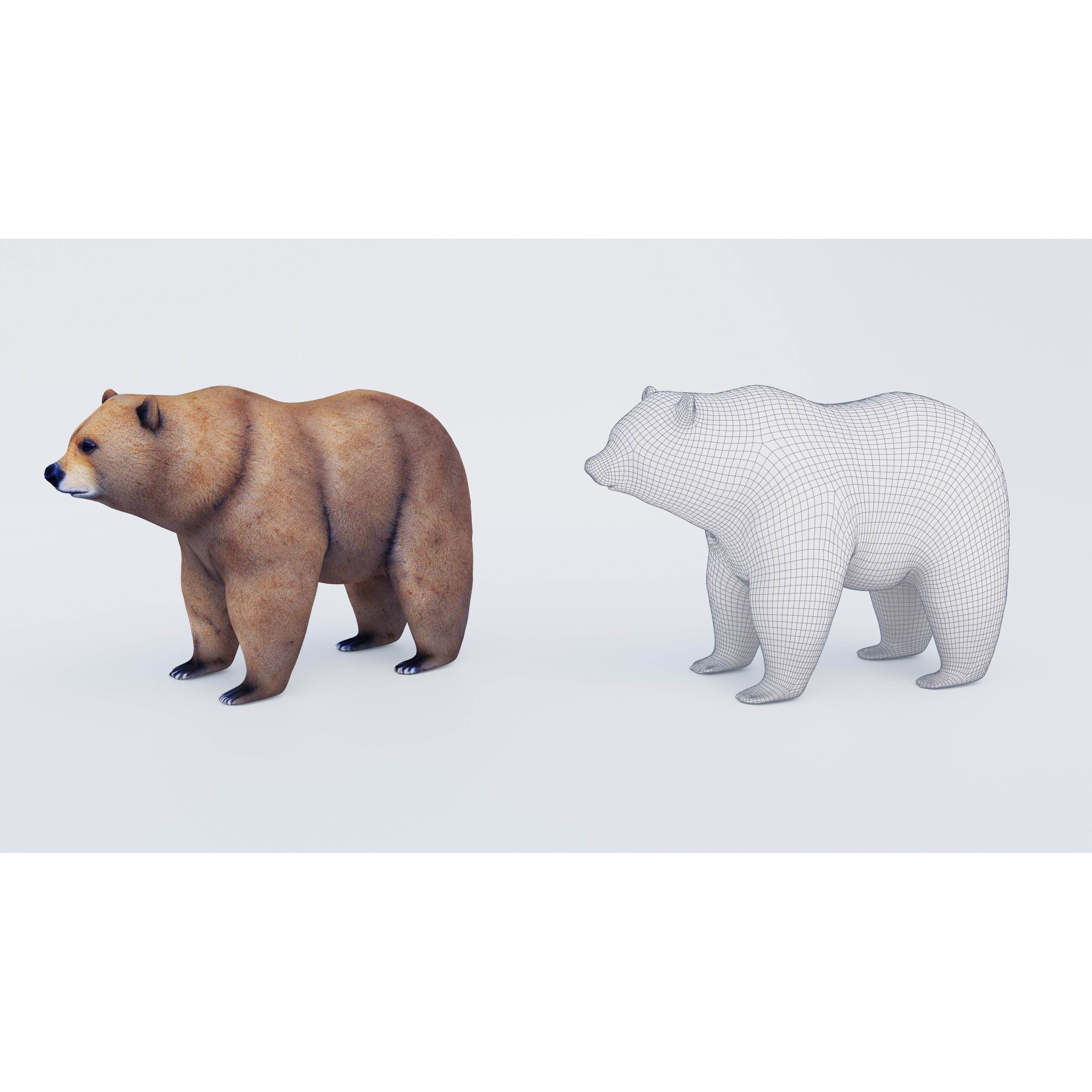 Bear Animal Free 3D model 6