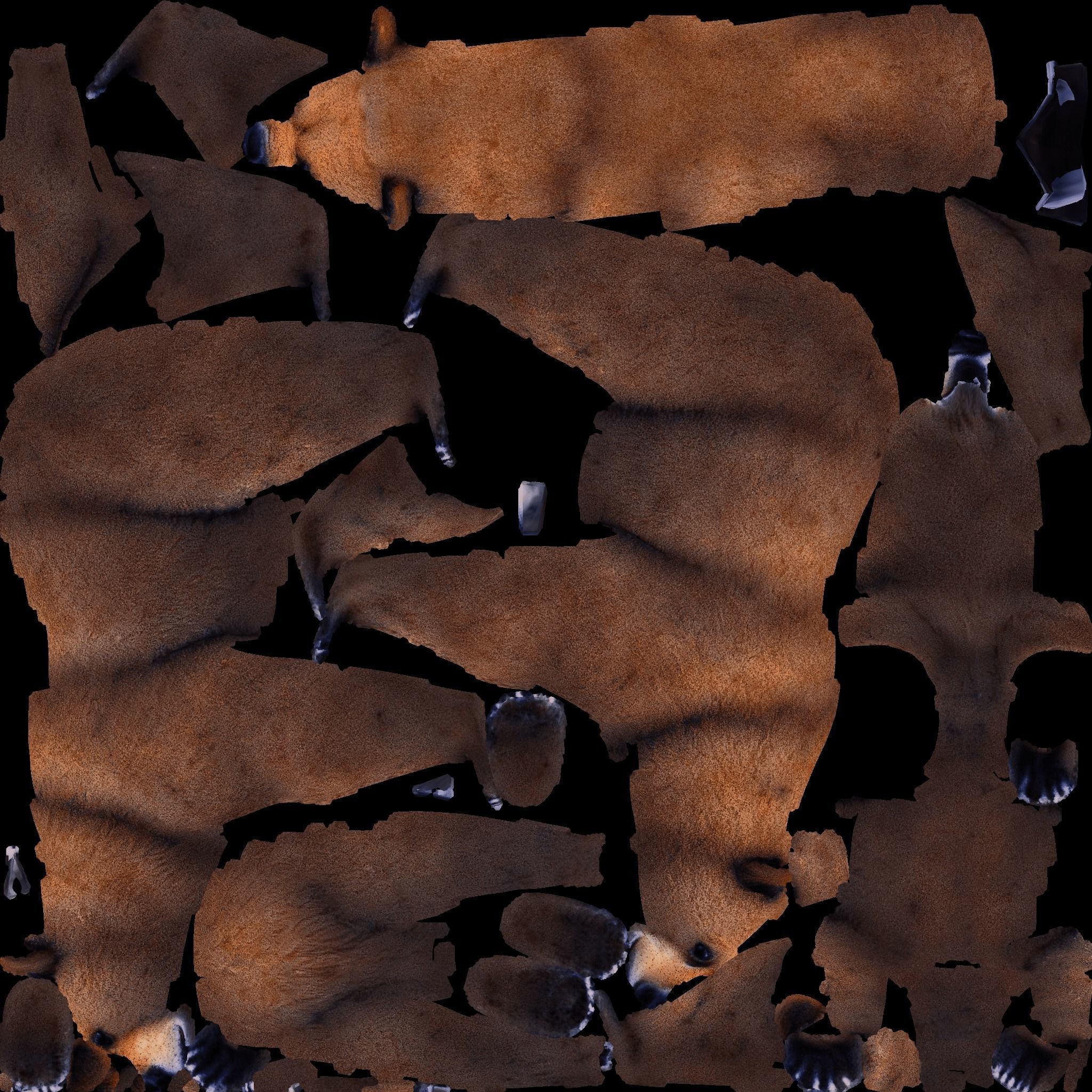 Bear Animal Free 3D model 8