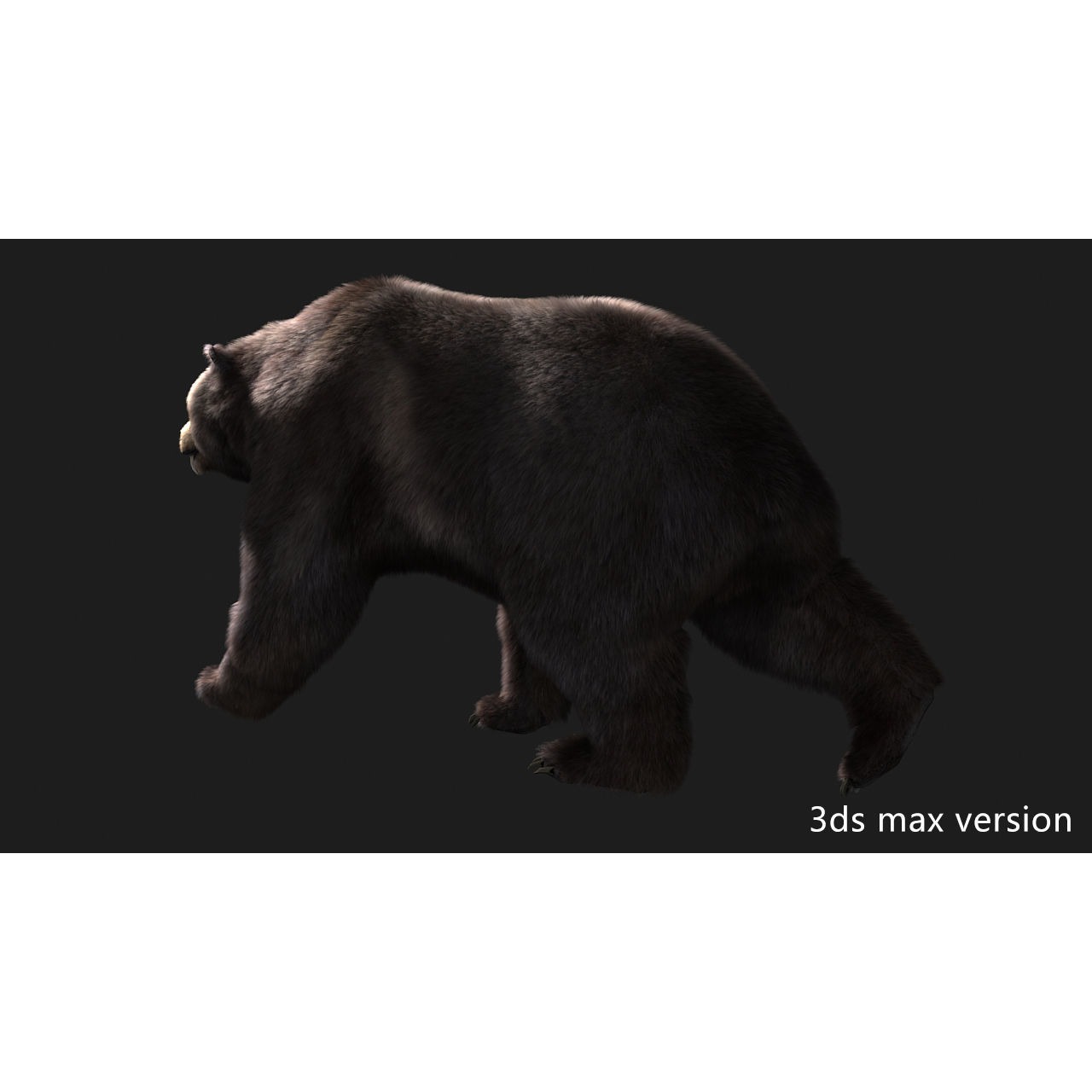 bear grizzly brown bear black bear Low-poly 3D model 5