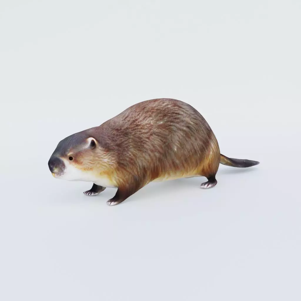 Beaver Free 3D model