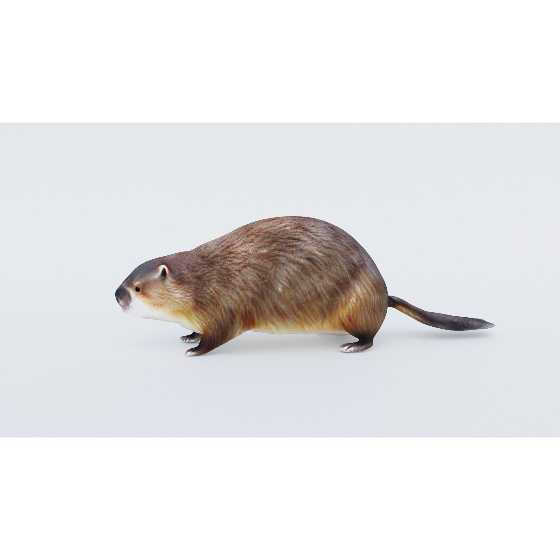 Beaver Free 3D model 2