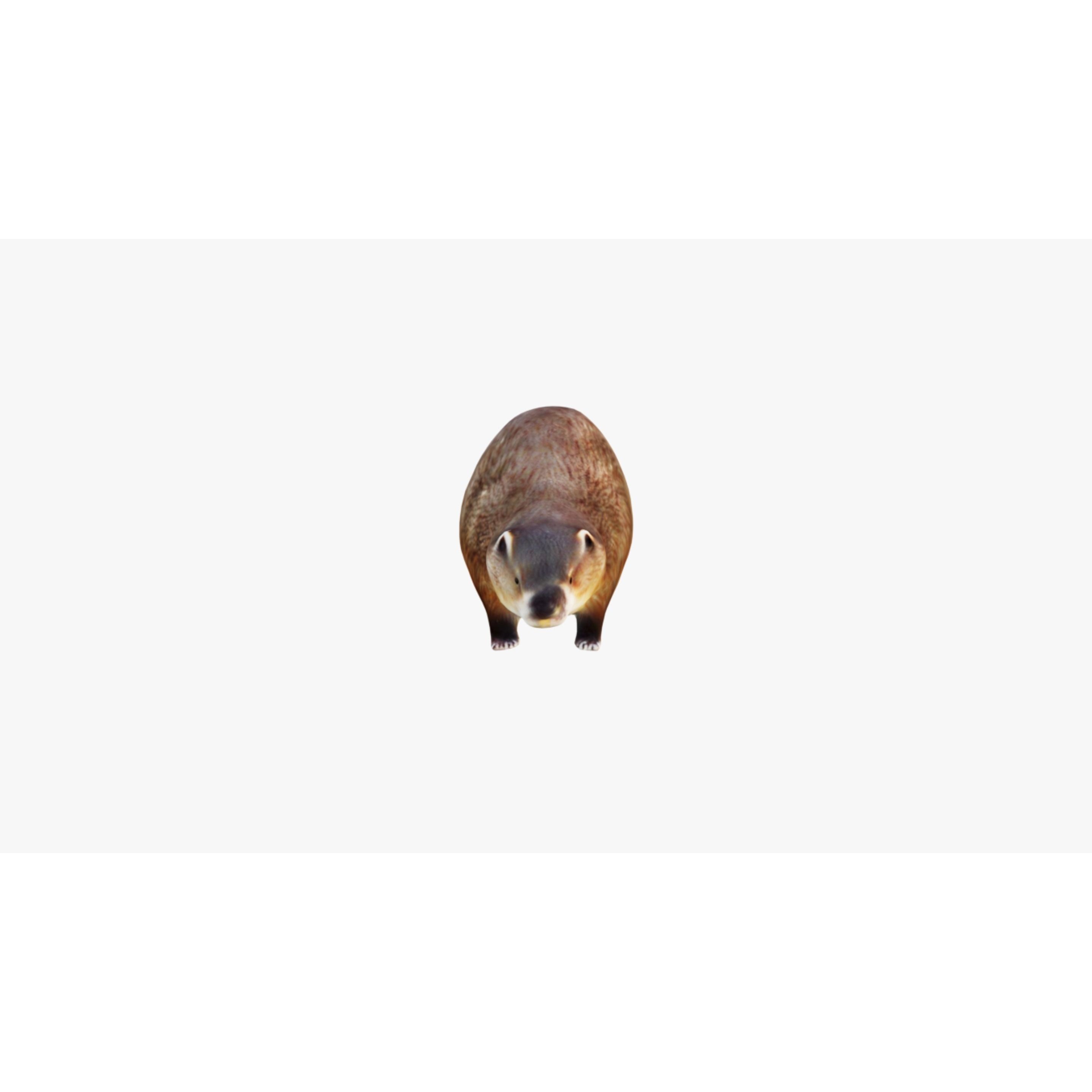Beaver Free 3D model 3