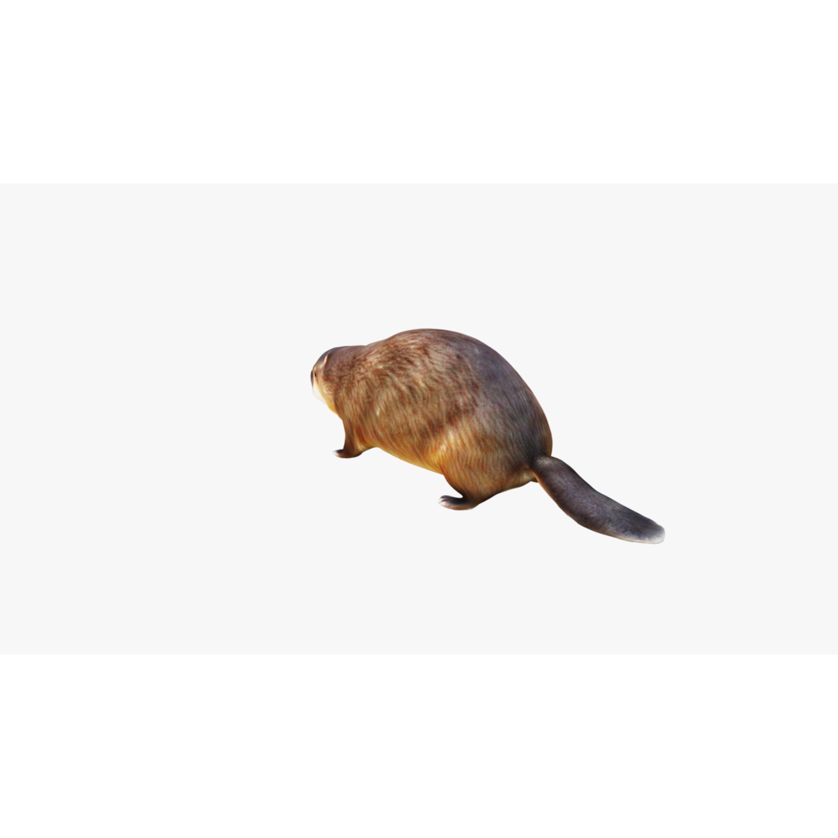 Beaver Free 3D model 4