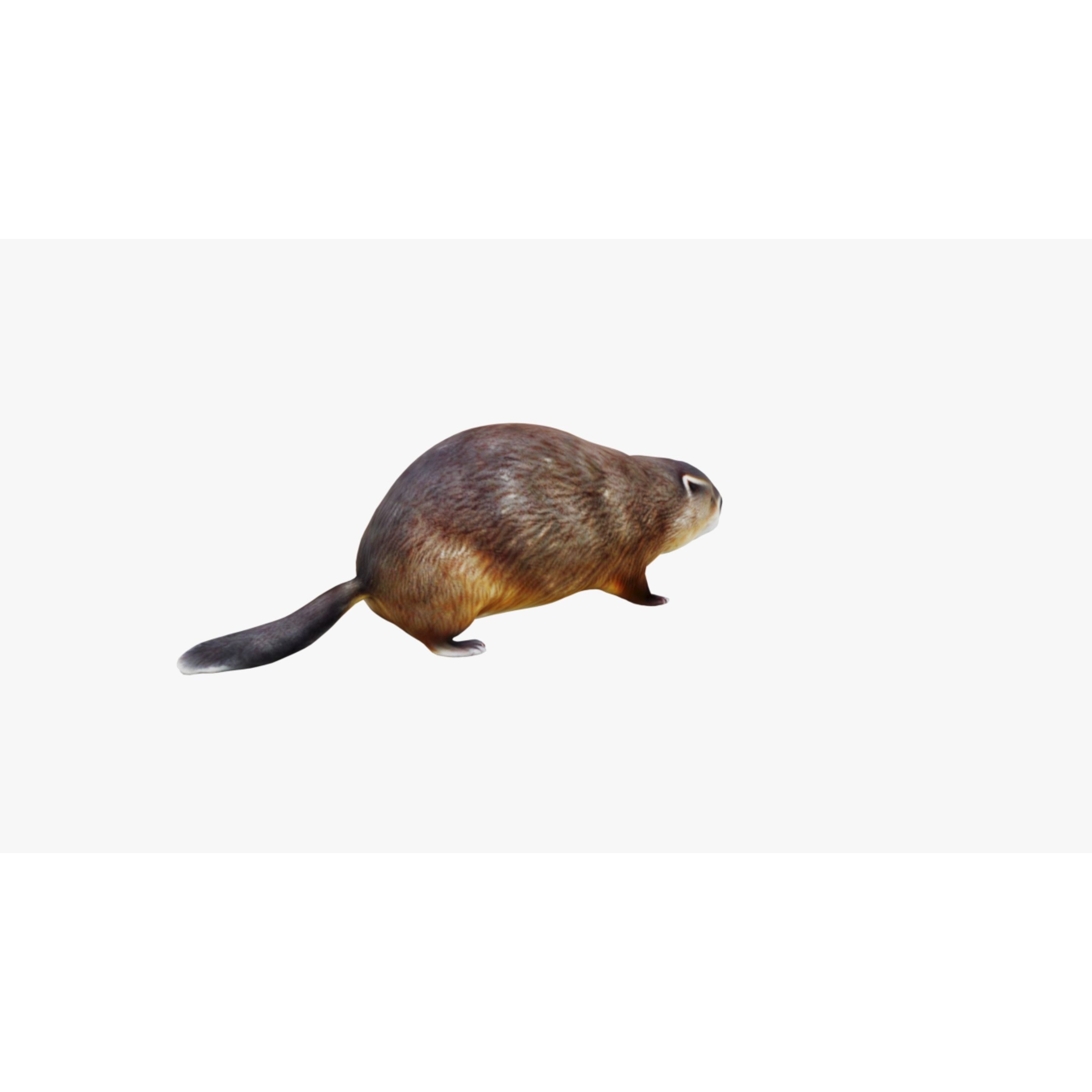 Beaver Free 3D model 5