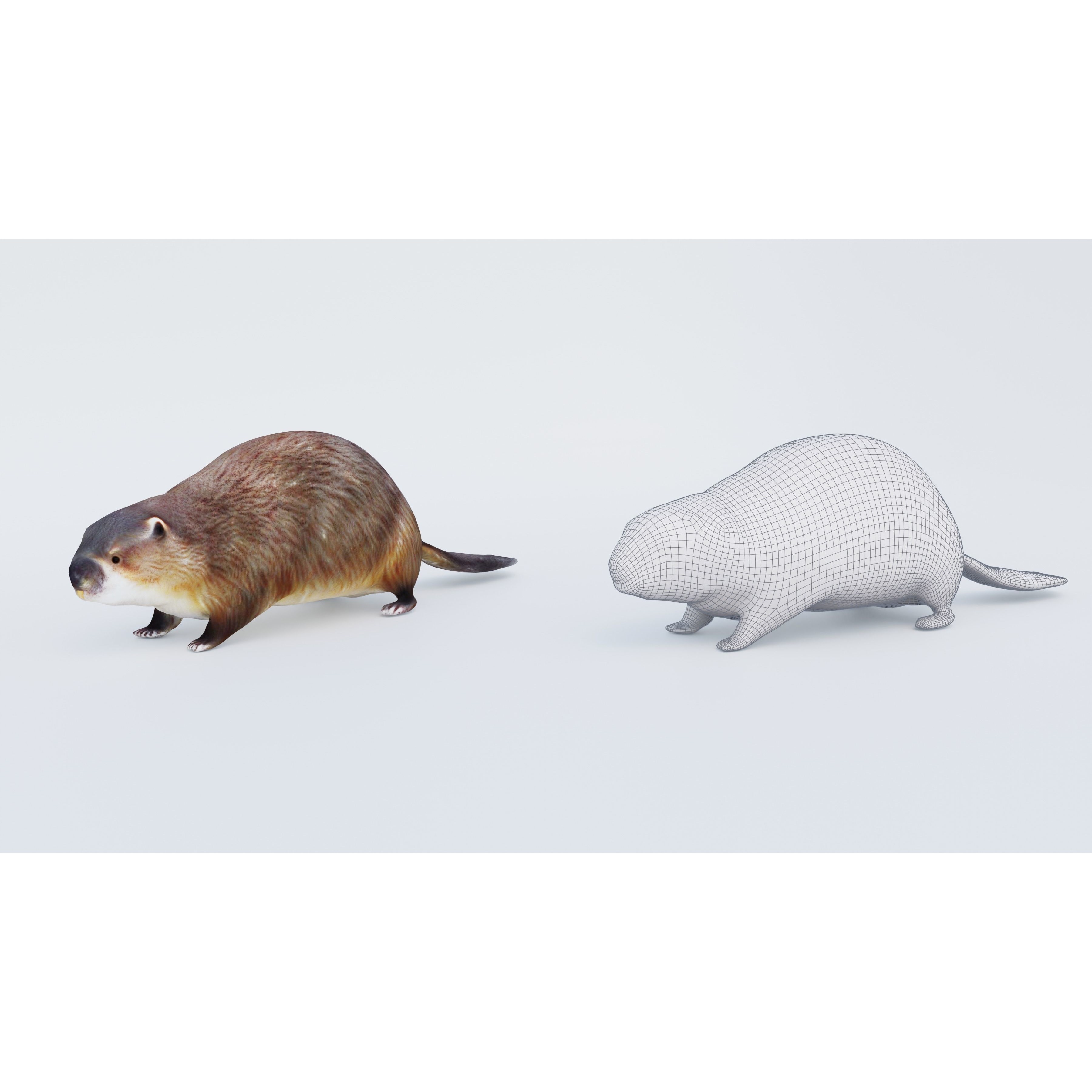Beaver Free 3D model 6