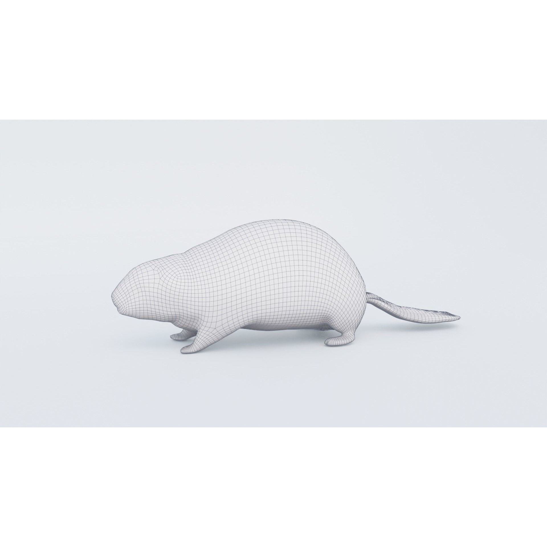 Beaver Free 3D model 7