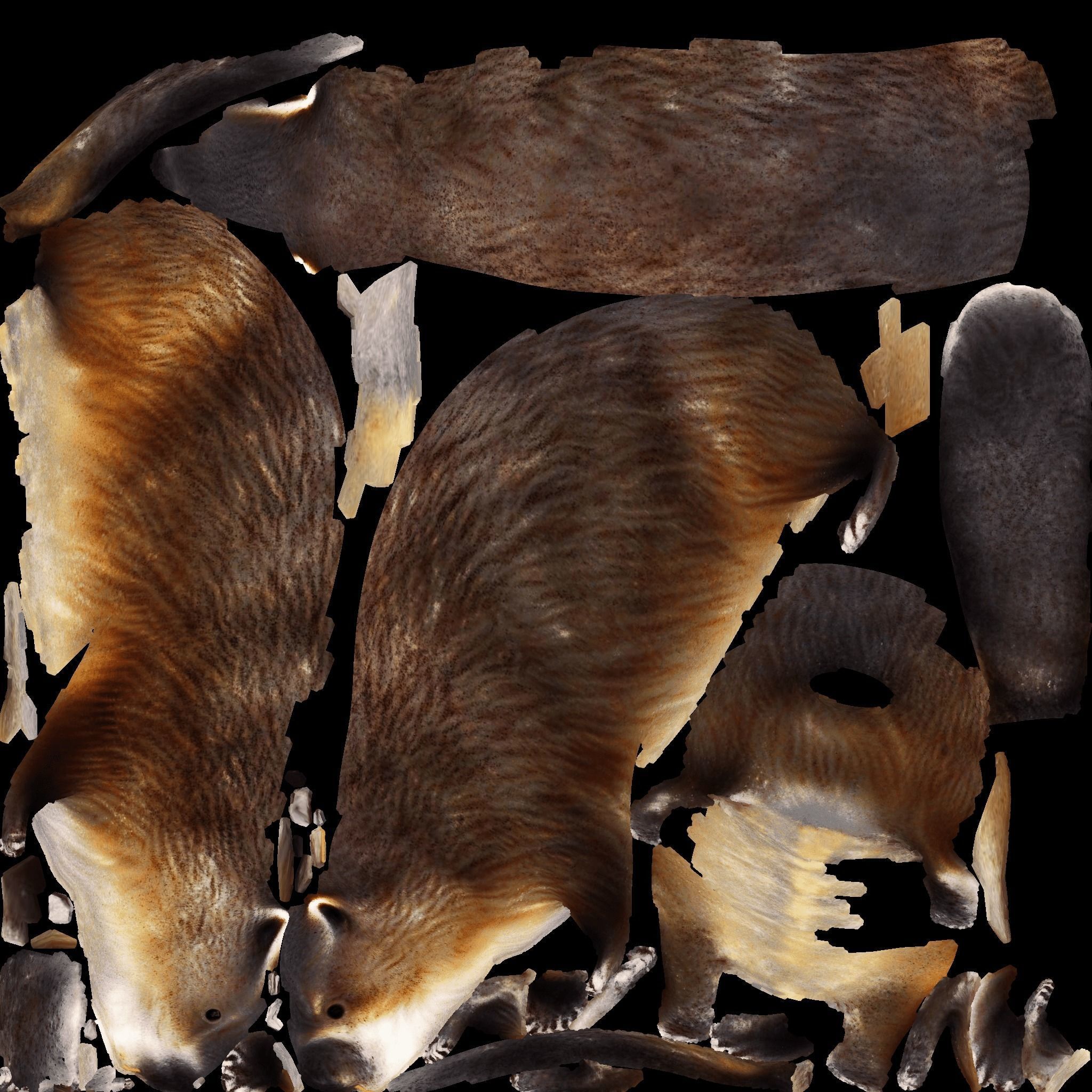 Beaver Free 3D model 8