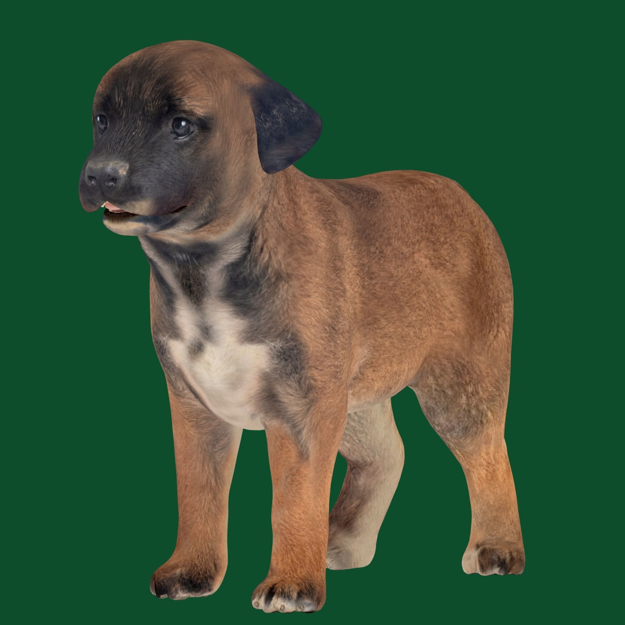 Belgian Shepherd Puppy Dog Breed 3D model 2