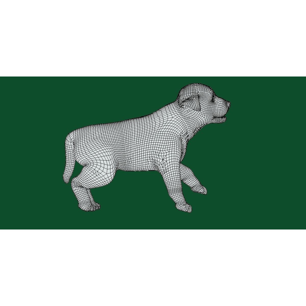 Belgian Shepherd Puppy Dog Breed 3D model 5